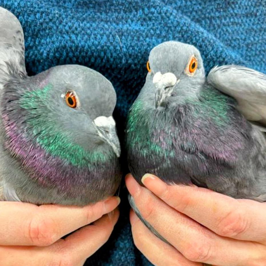 Flaxen & Jiji (Married couple), a Adoptable Pigeon in Chicago, IL image 2/4