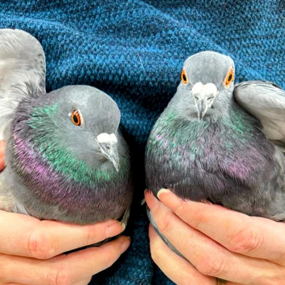Flaxen & Jiji (Married couple), a Adoptable Pigeon in Chicago, IL image 3/4