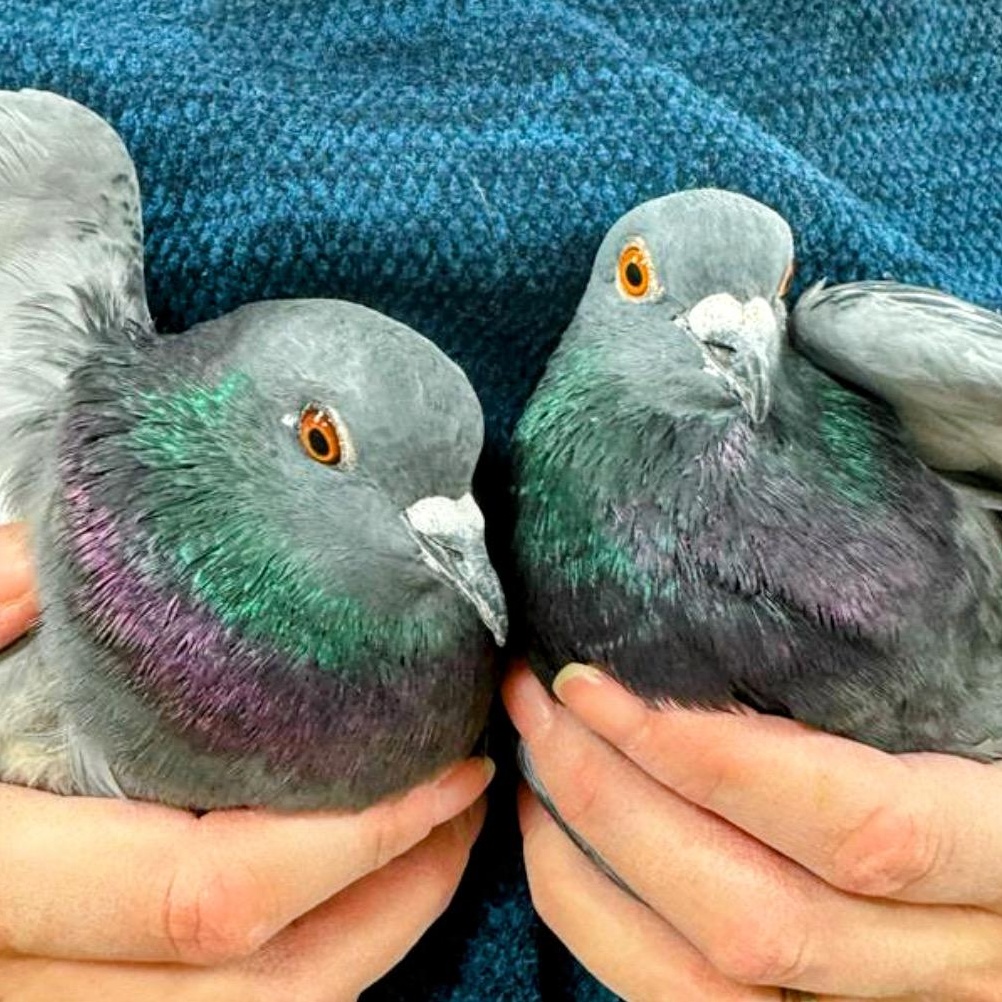 Flaxen & Jiji (Married couple), a Adoptable Pigeon in Chicago, IL image 4/4