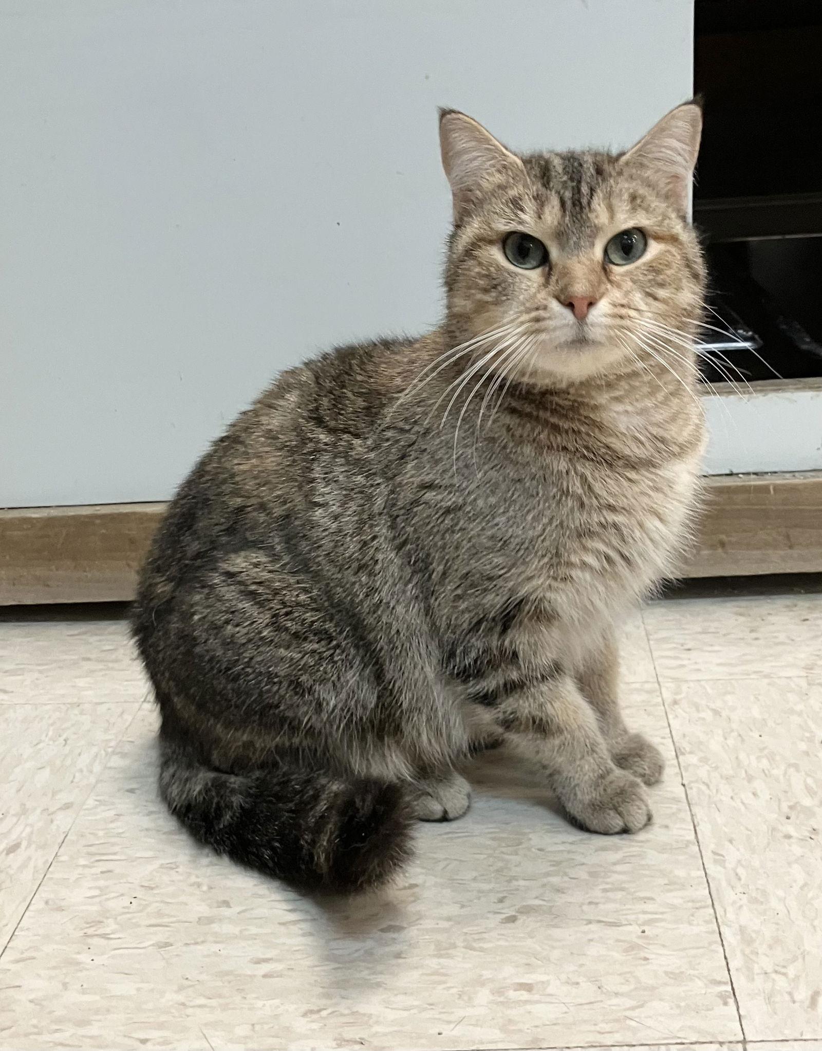 Bonnie, Adoptable, Adult Female Tabby & Domestic Short Hair.