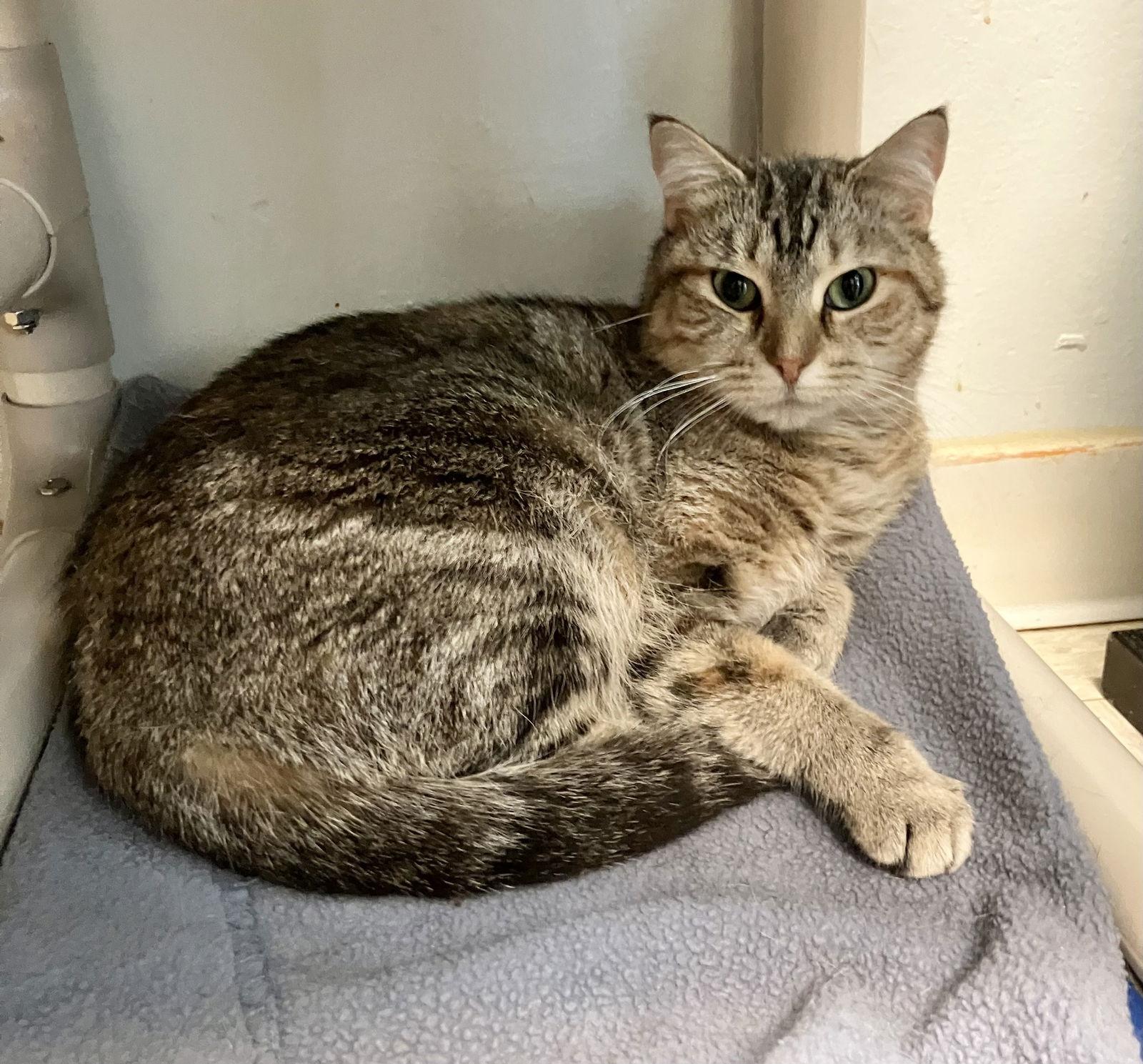 Enlarge Bonnie, a Adoptable mixed breed in Dublin, OH image 2/3