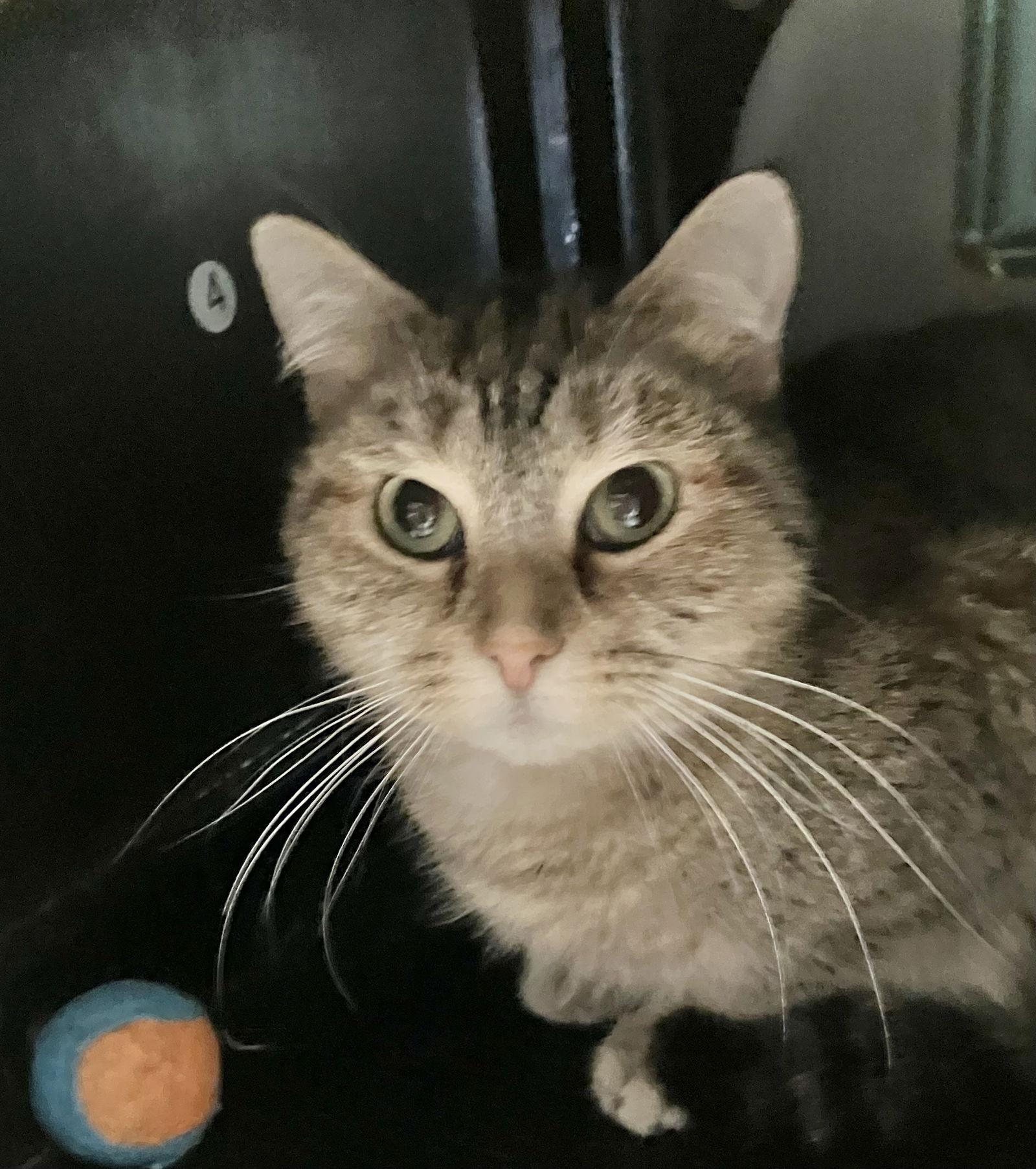 Enlarge Bonnie, a Adoptable mixed breed in Dublin, OH image 3/3