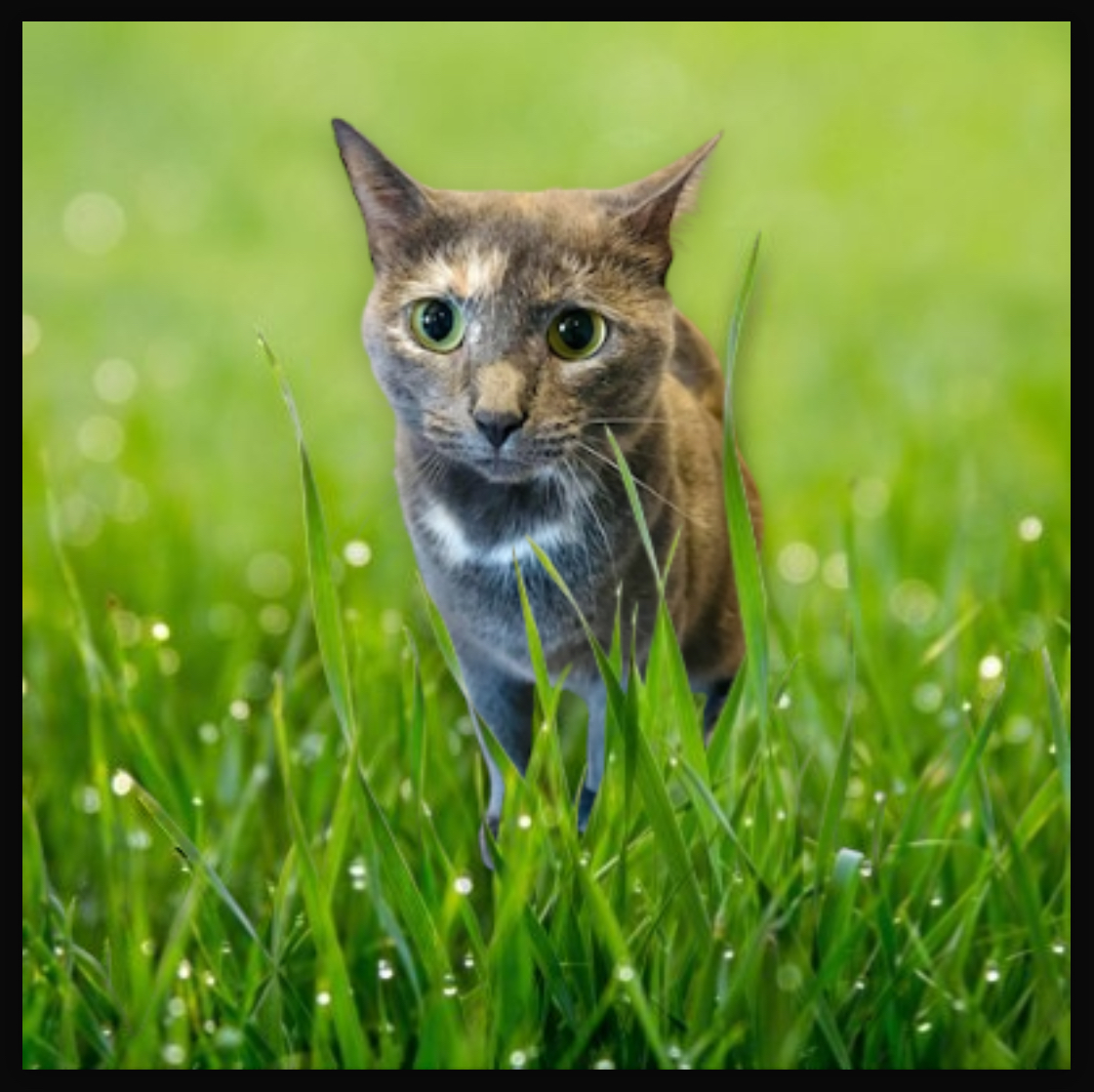 SELFLESS SISSY, a Adoptable Domestic Short Hair in Spotsylvania, VA image 1/3