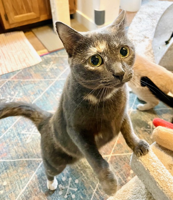 SELFLESS SISSY, a Adoptable Domestic Short Hair in Spotsylvania, VA image 3/3