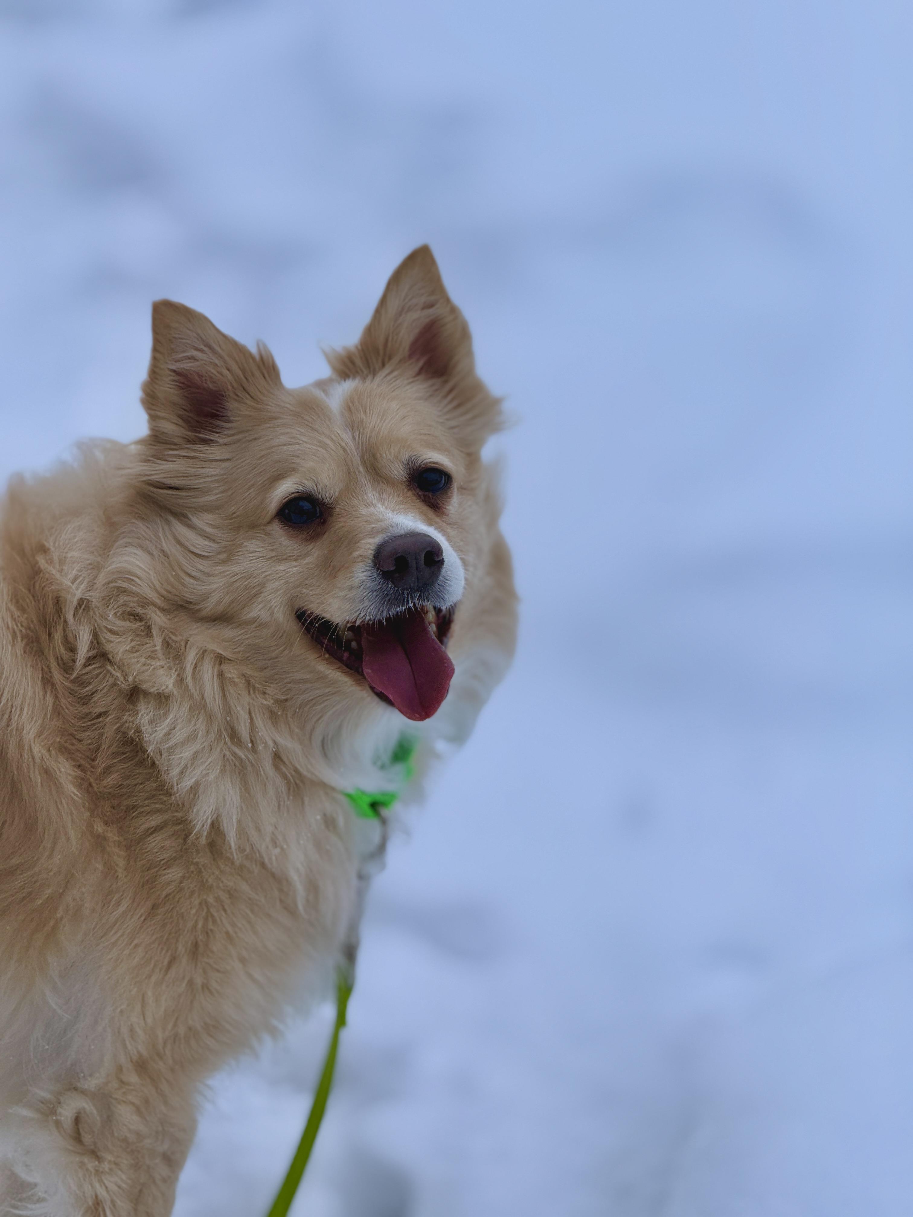 Tucker, Adoptable, Adult Male Pomeranian.