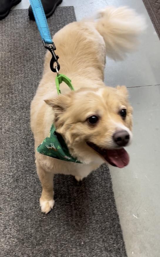 Enlarge Tucker, a Adoptable mixed breed in Terryville, CT image 1/6