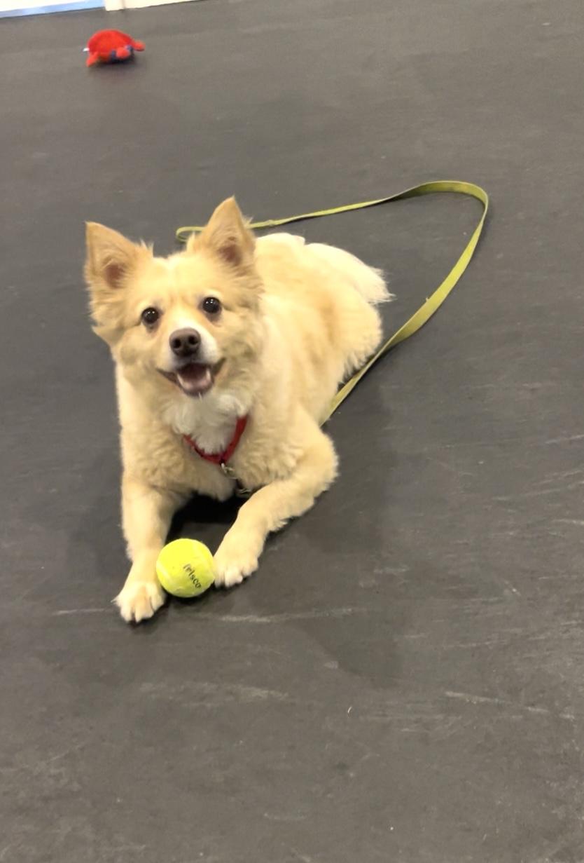 Enlarge Tucker, a Adoptable mixed breed in Terryville, CT image 2/6