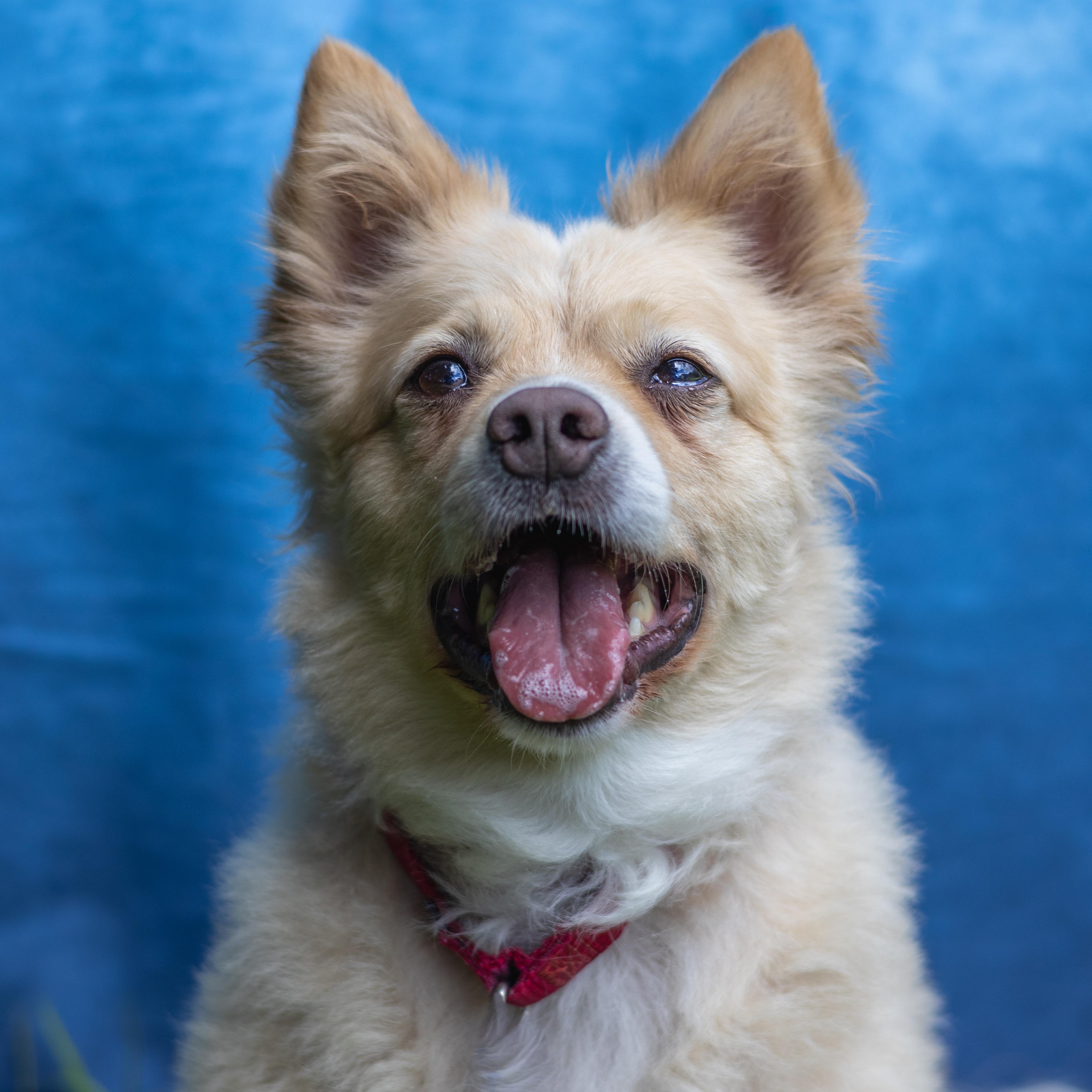 Enlarge Tucker, a Adoptable mixed breed in Terryville, CT image 1/6