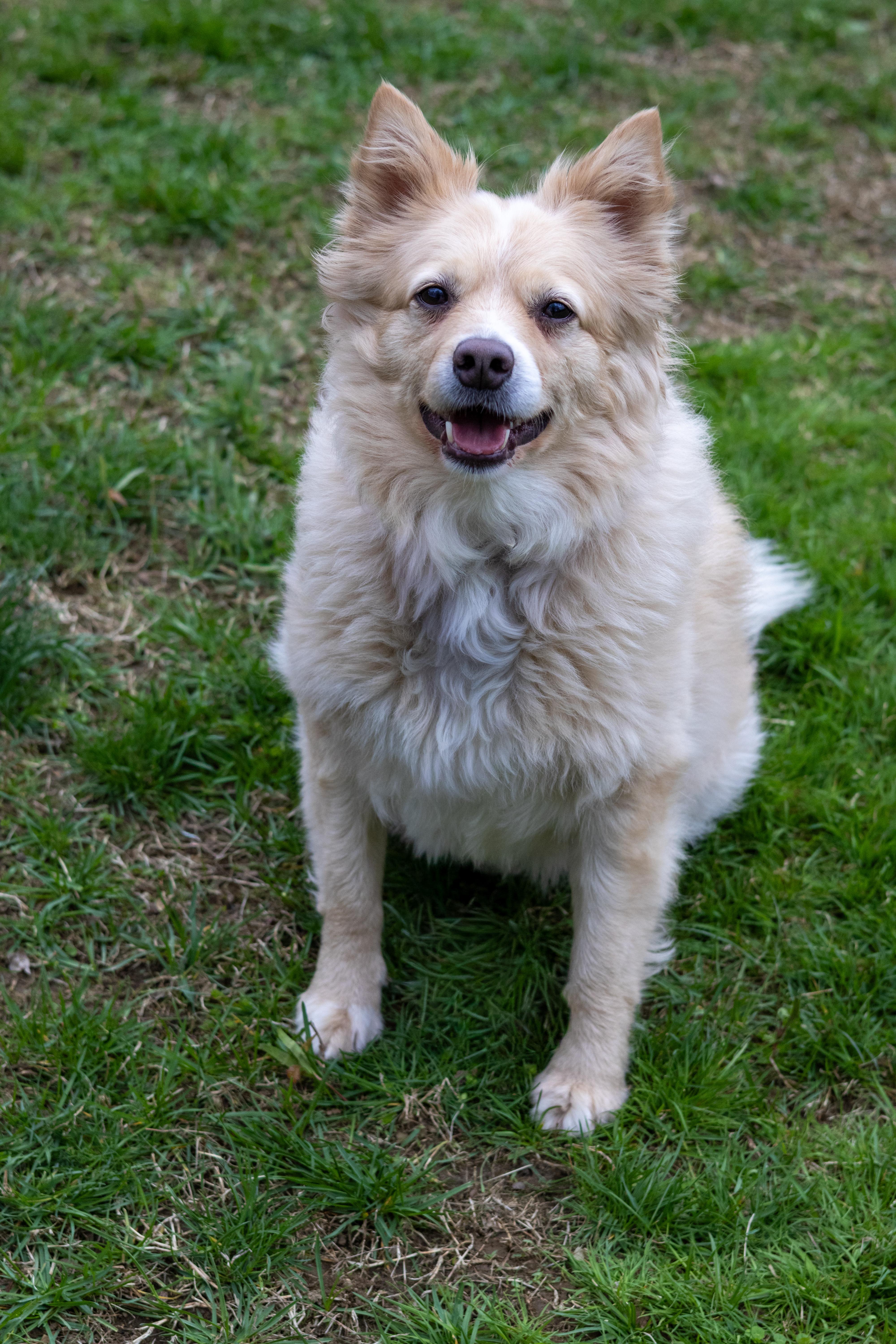 Tucker, Adoptable, Adult Male Pomeranian.