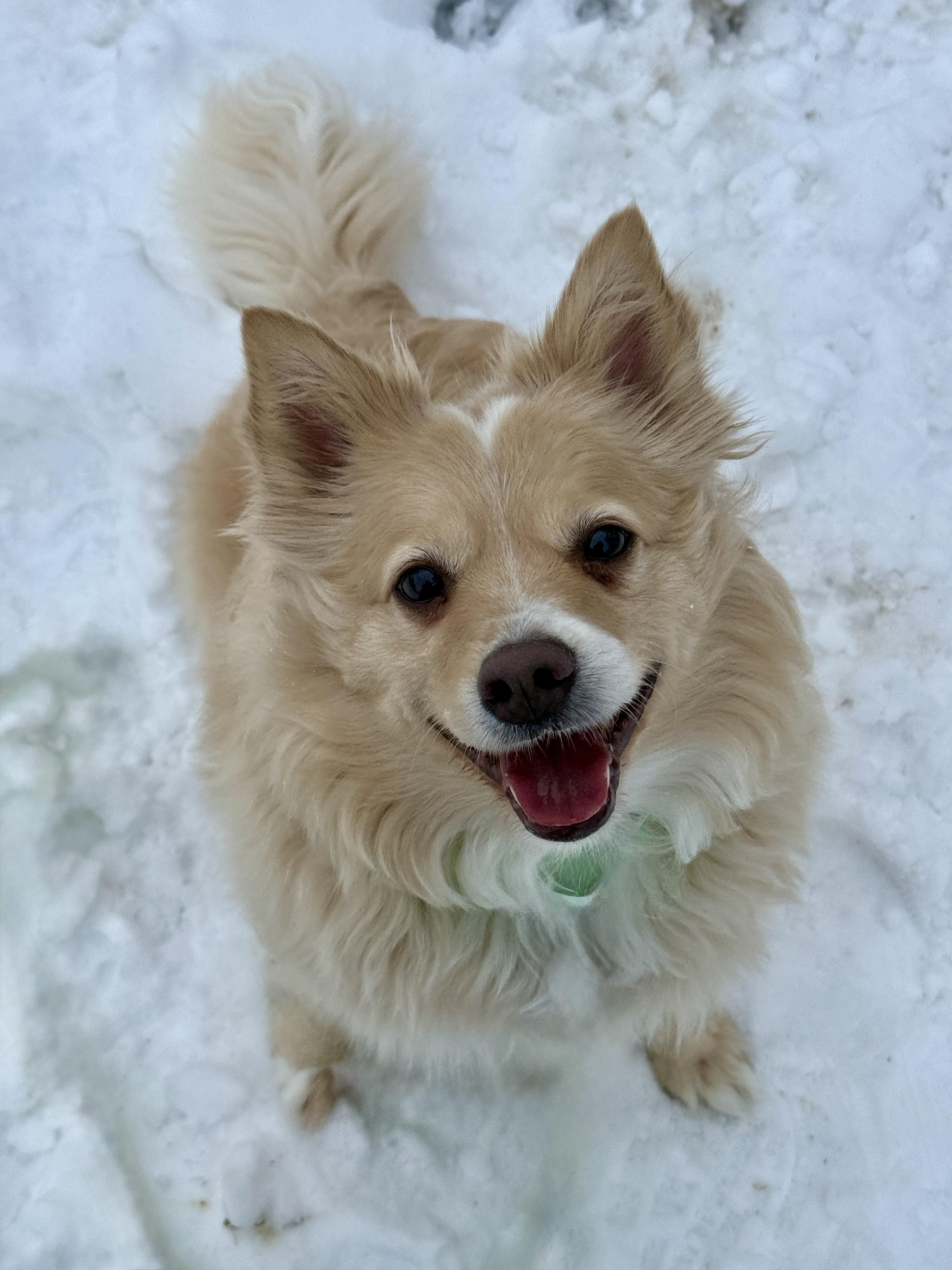 Enlarge Tucker, a Adoptable mixed breed in Terryville, CT image 3/6