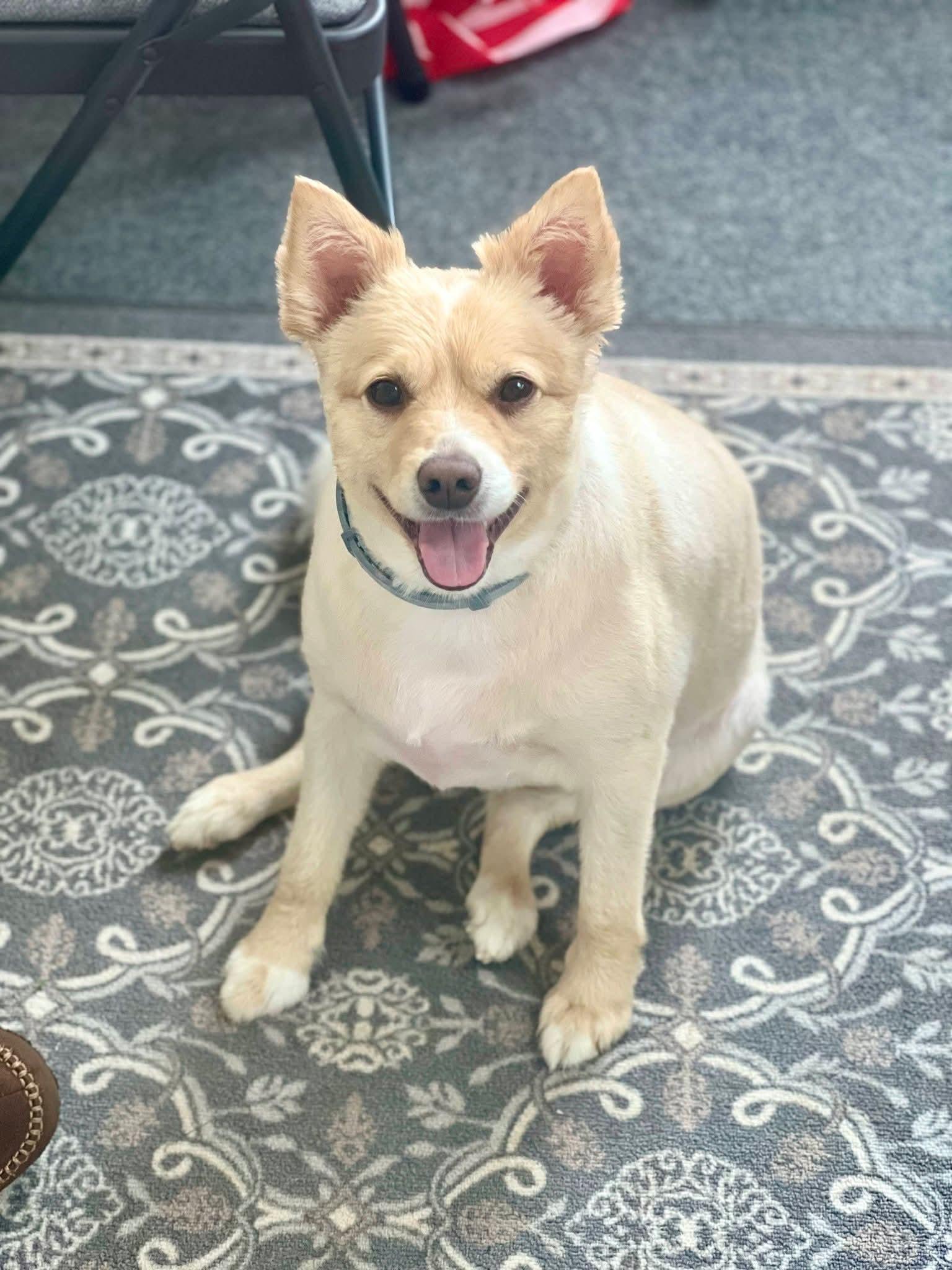 Enlarge Tucker, a Adoptable mixed breed in Terryville, CT image 4/6