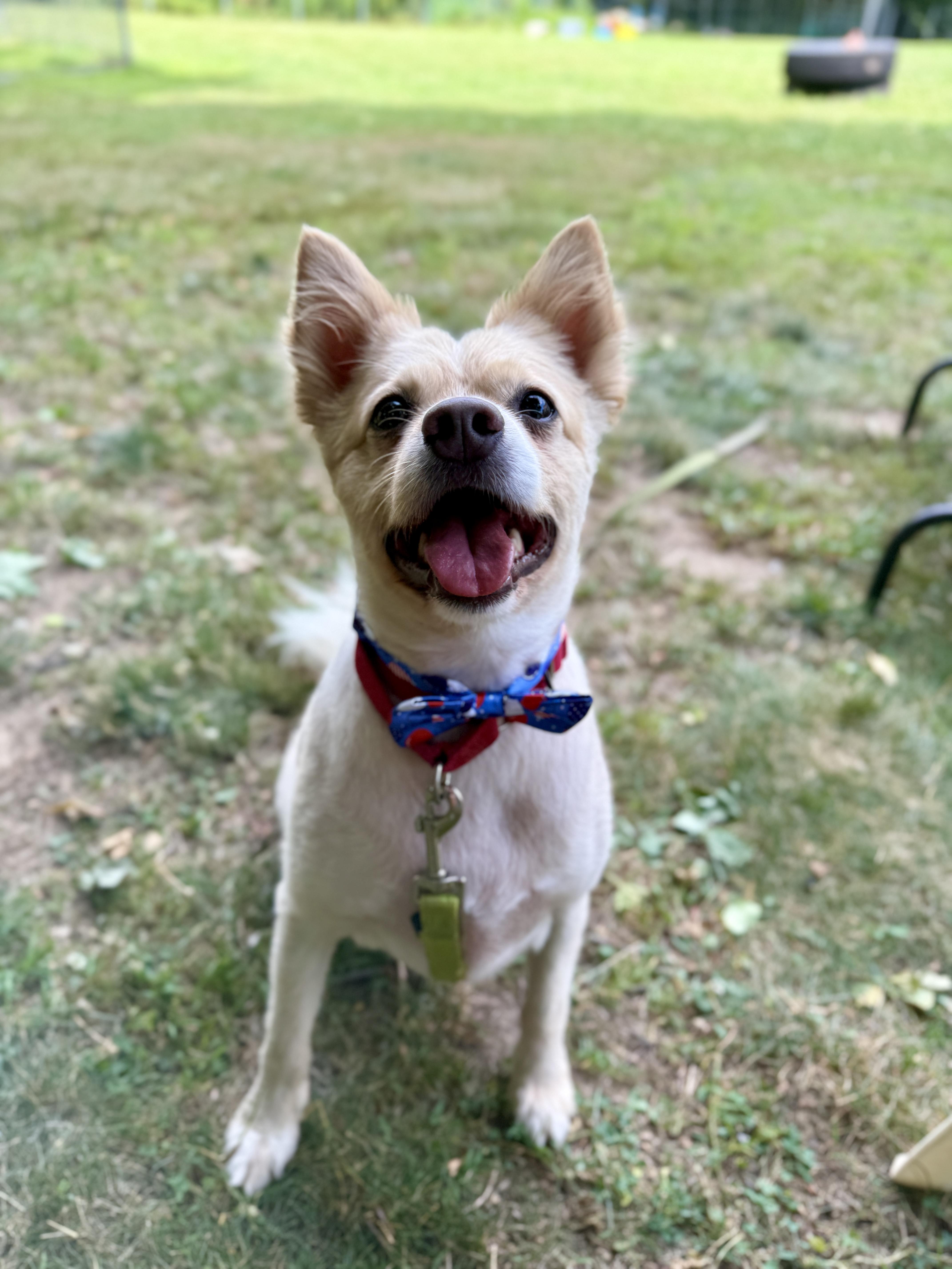 Enlarge Tucker, a Adoptable mixed breed in Terryville, CT image 3/6
