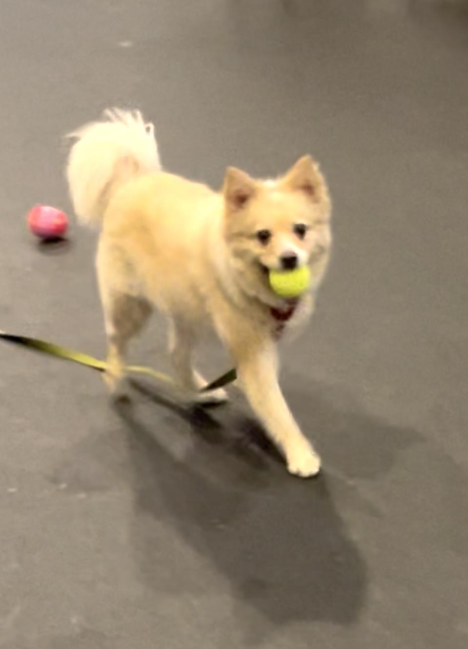 Enlarge Tucker, a Adoptable mixed breed in Terryville, CT image 5/6