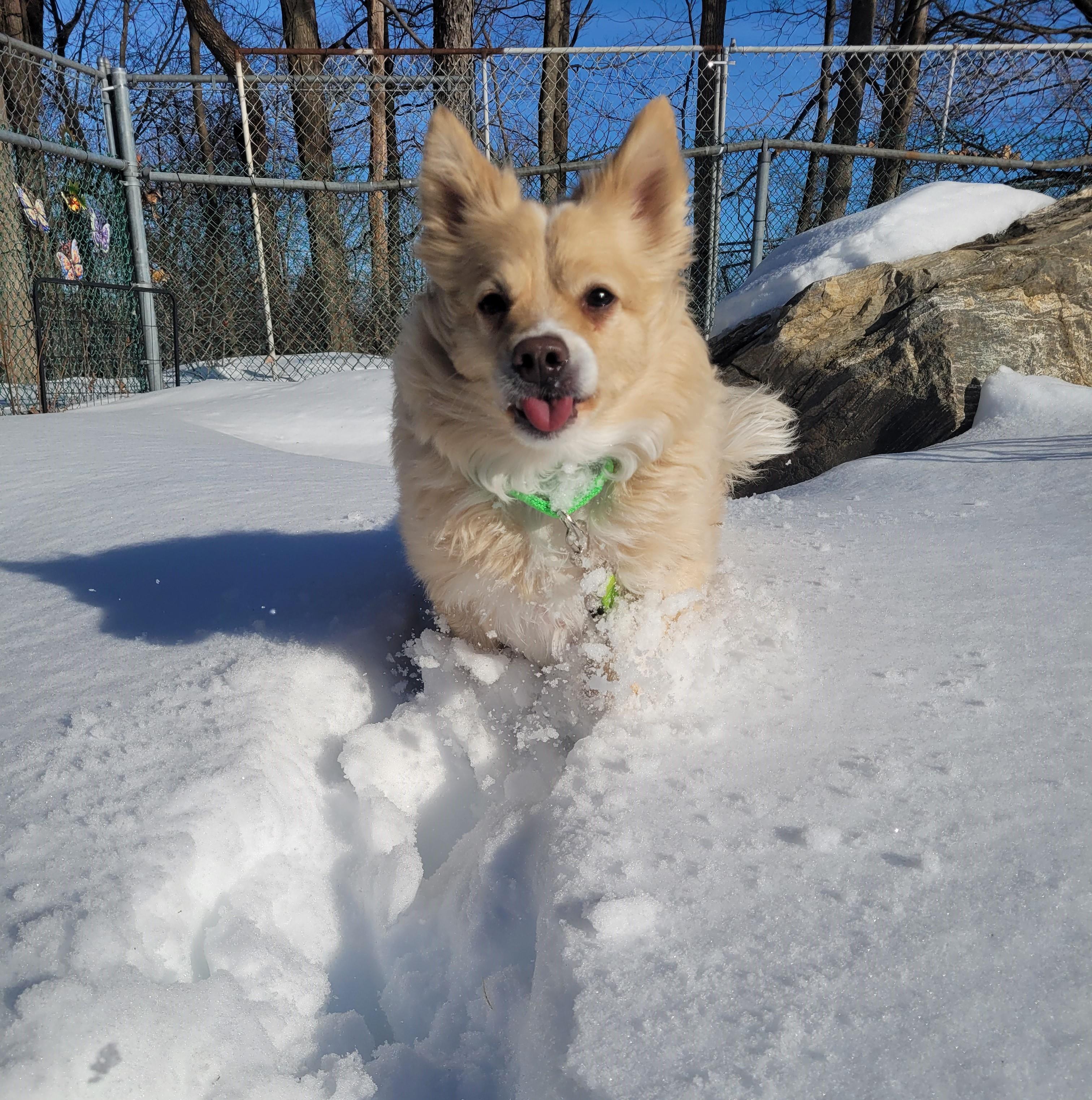 Enlarge Tucker, a Adoptable mixed breed in Terryville, CT image 6/6