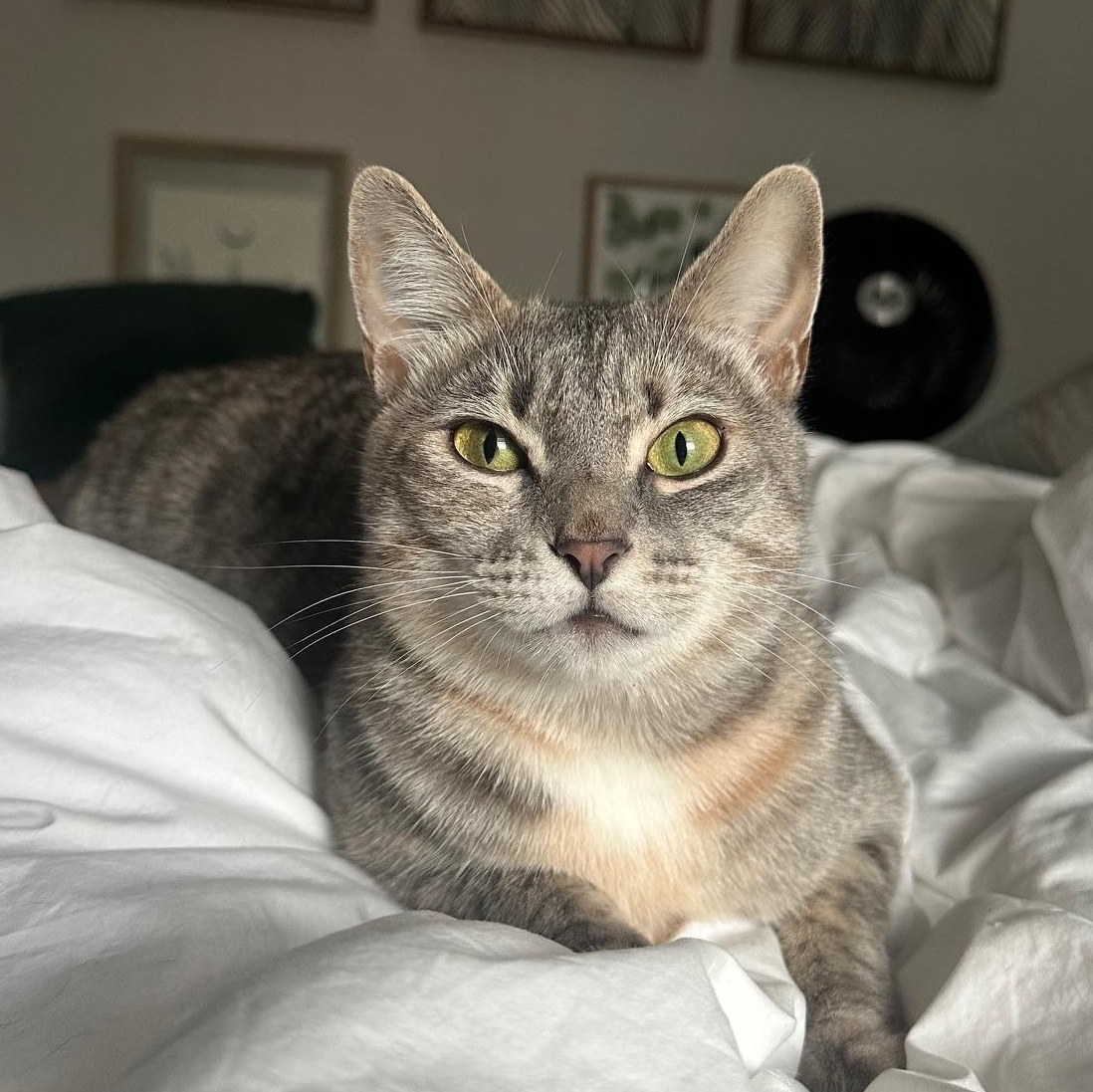 Cinco de Mayo- read her story!, a Adoptable Domestic Short Hair in Portland, OR image 2/6