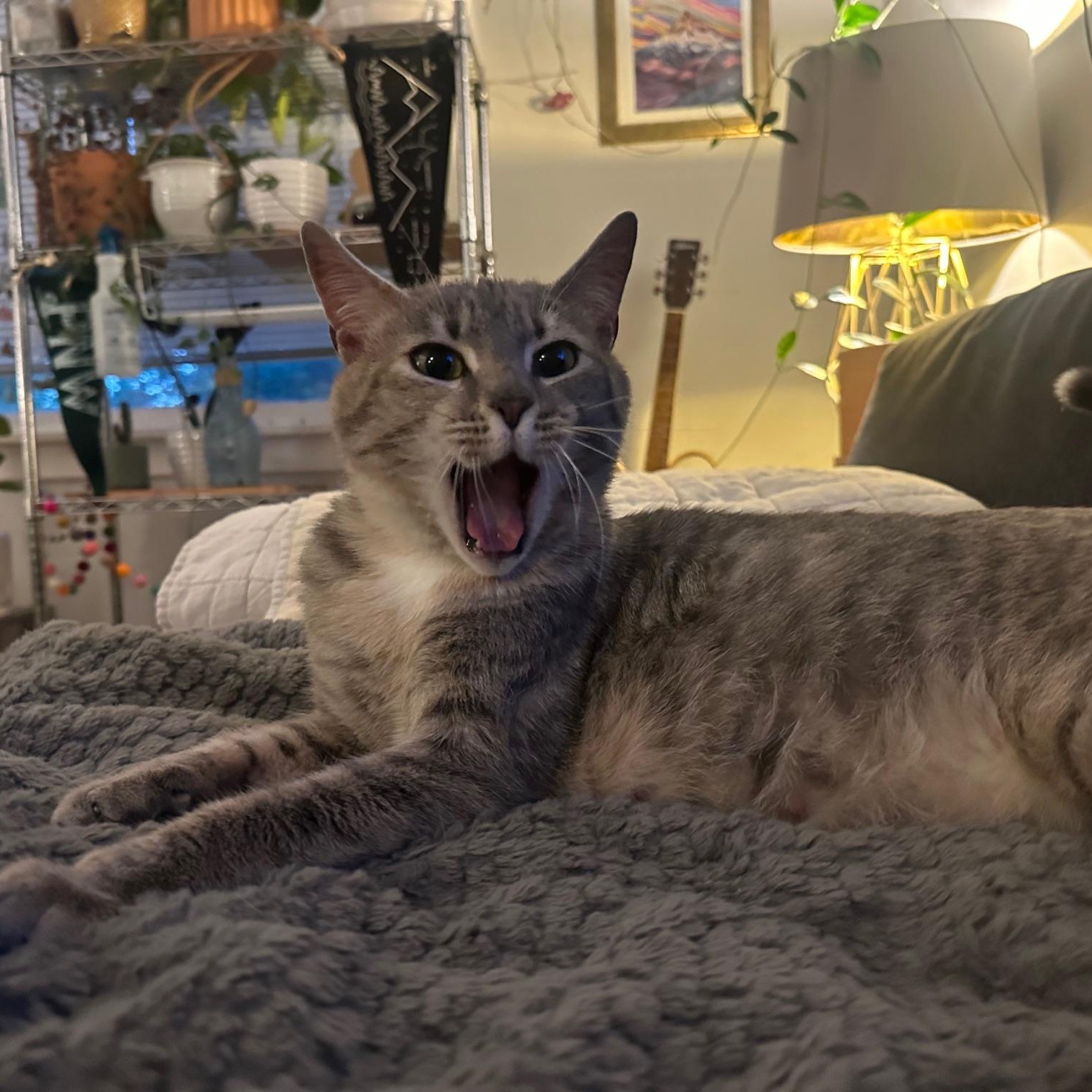 Cinco de Mayo- read her story!, a Adoptable Domestic Short Hair in Portland, OR image 4/6