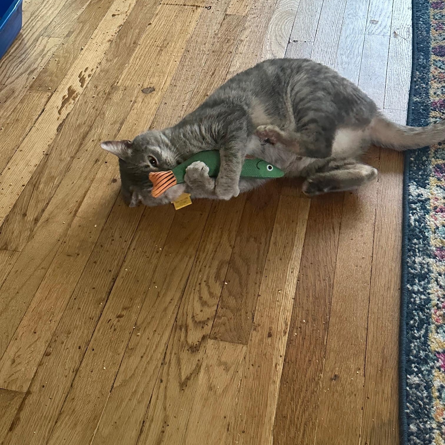 Cinco de Mayo- read her story!, a Adoptable Domestic Short Hair in Portland, OR image 6/6