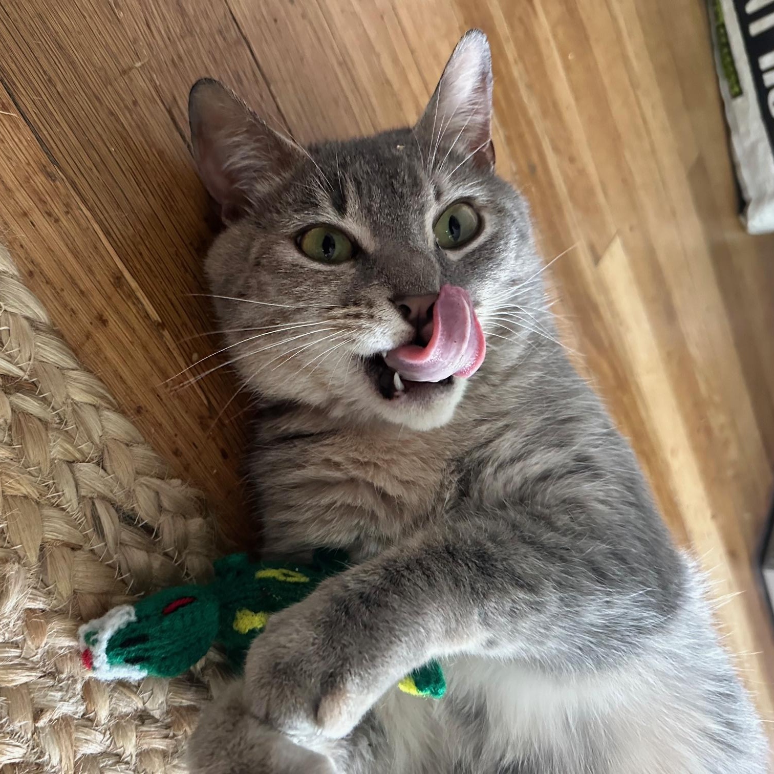 Cinco de Mayo- read her story!, a Adoptable Domestic Short Hair in Portland, OR image 5/6