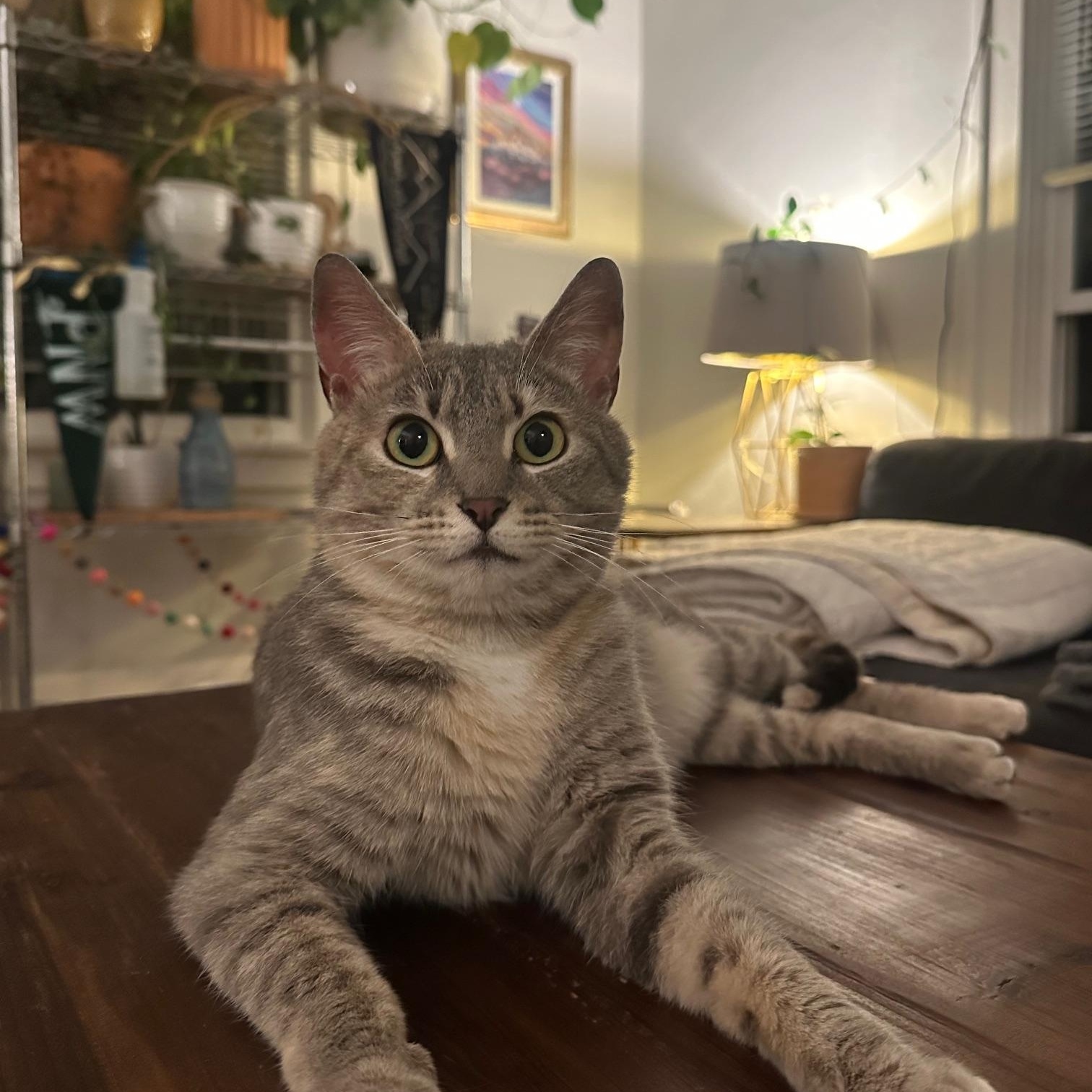 Cinco de Mayo- read her story!, a Adoptable Domestic Short Hair in Portland, OR image 3/6