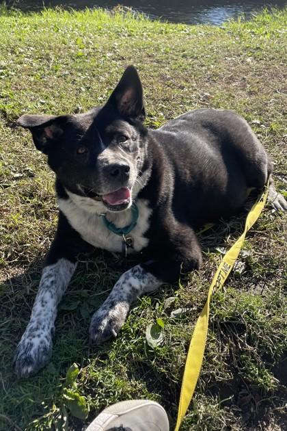 Enlarge Roxie, a Adoptable Mixed Breed in Walla Walla, WA image 1/3