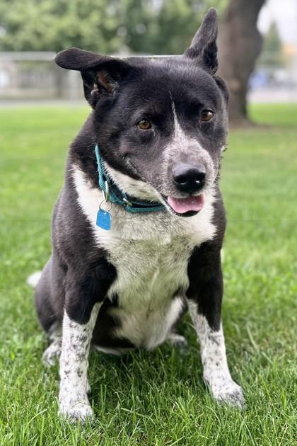 Roxie, Adoptable, Senior Female Mixed Breed & Mixed Breed.