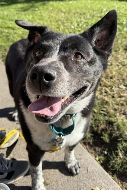 Enlarge Roxie, a Adoptable Mixed Breed in Walla Walla, WA image 3/3