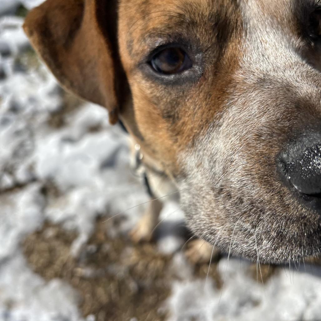 Buggie, a Adoptable mixed breed in Springfield, MO image 4/6