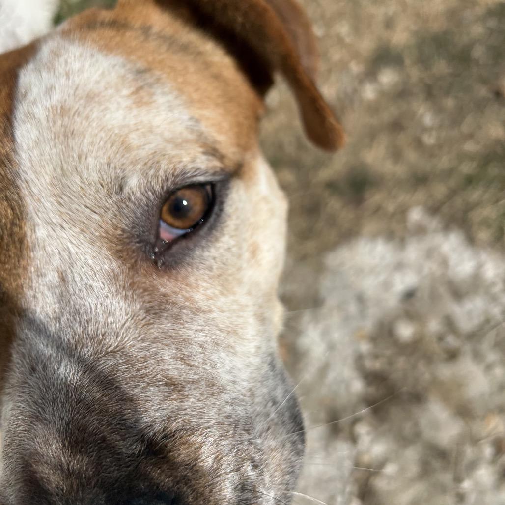 Buggie, a Adoptable mixed breed in Springfield, MO image 5/6