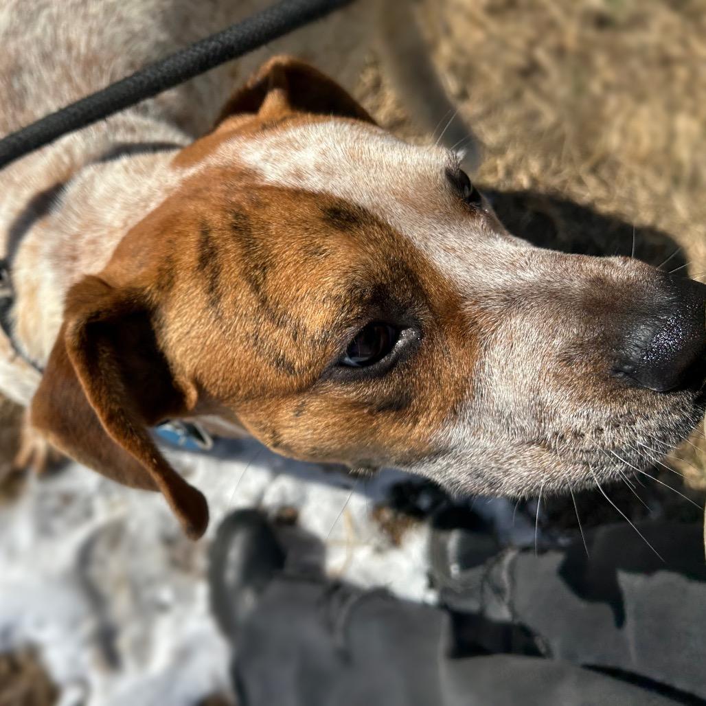 Buggie, a Adoptable mixed breed in Springfield, MO image 6/6