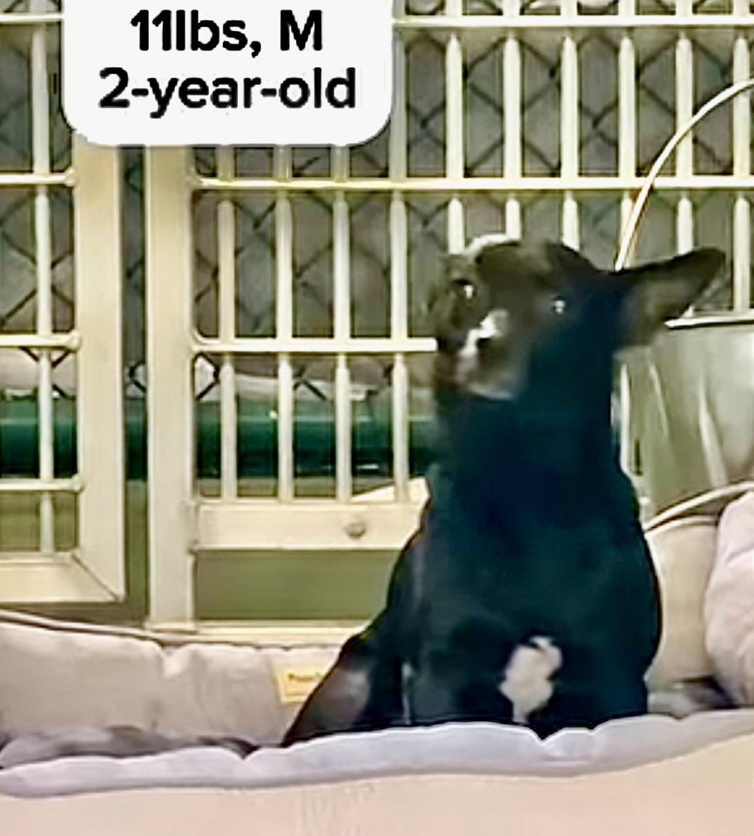 Enlarge Pip, a ADOPTABLE Chihuahua in Hialeah, FL image 1/4