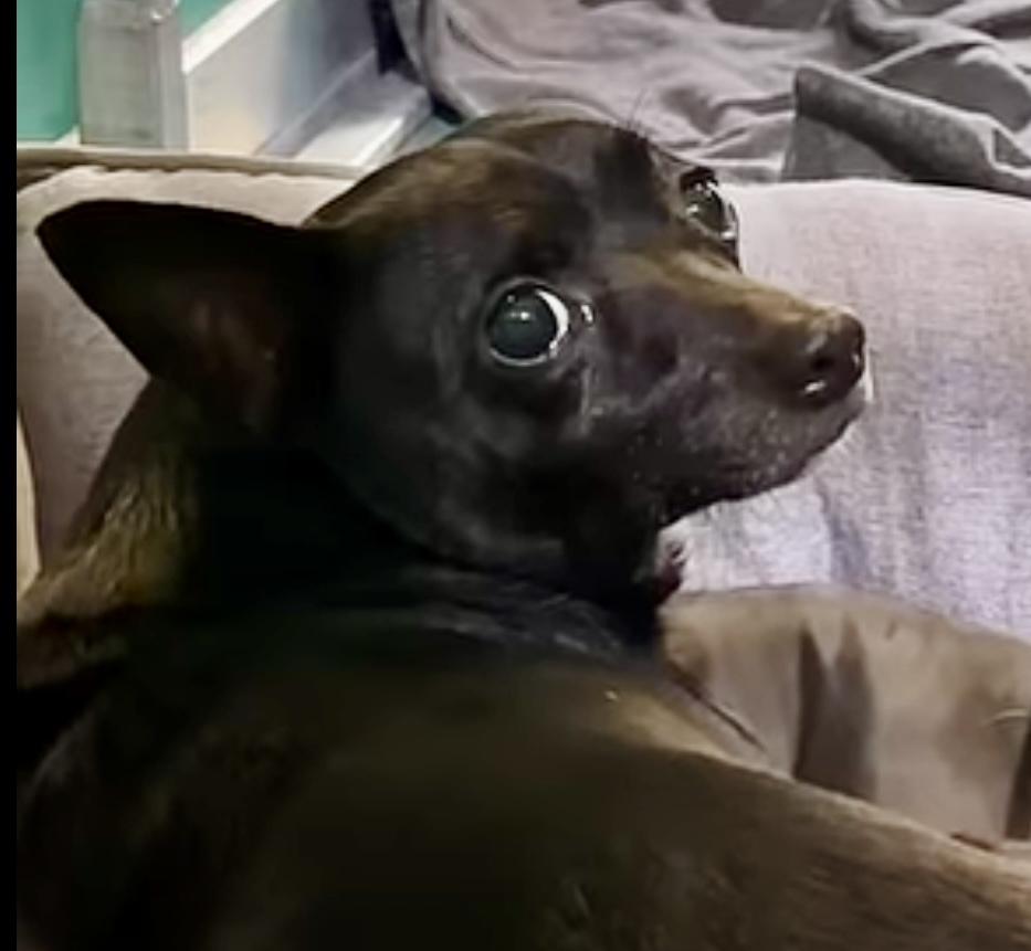 Enlarge Pip, a ADOPTABLE Chihuahua in Hialeah, FL image 3/4