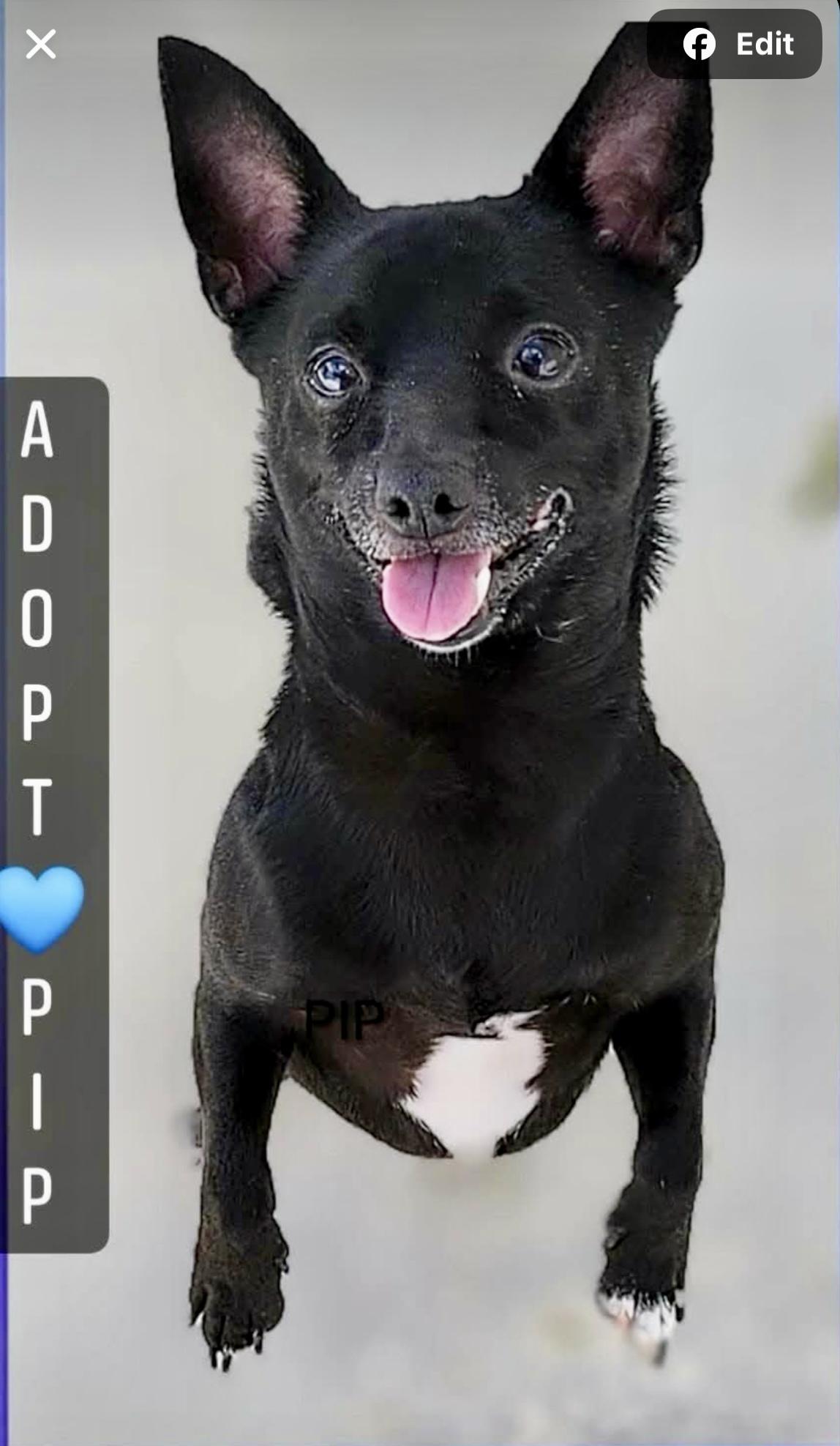 Enlarge Pip, a ADOPTABLE Chihuahua in Hialeah, FL image 2/4