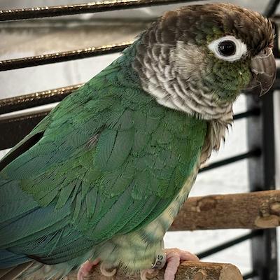 Enlarge Rosalina, a Adoptable Conure in Virginia Beach, VA image 1/1