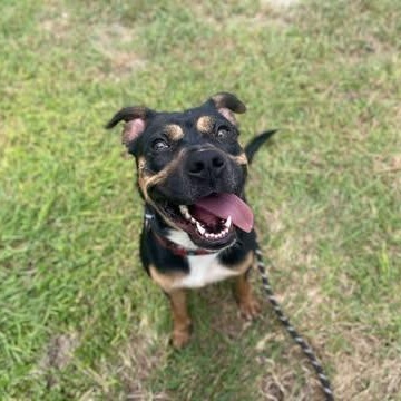 Freida, Adoptable, Young Female Terrier.