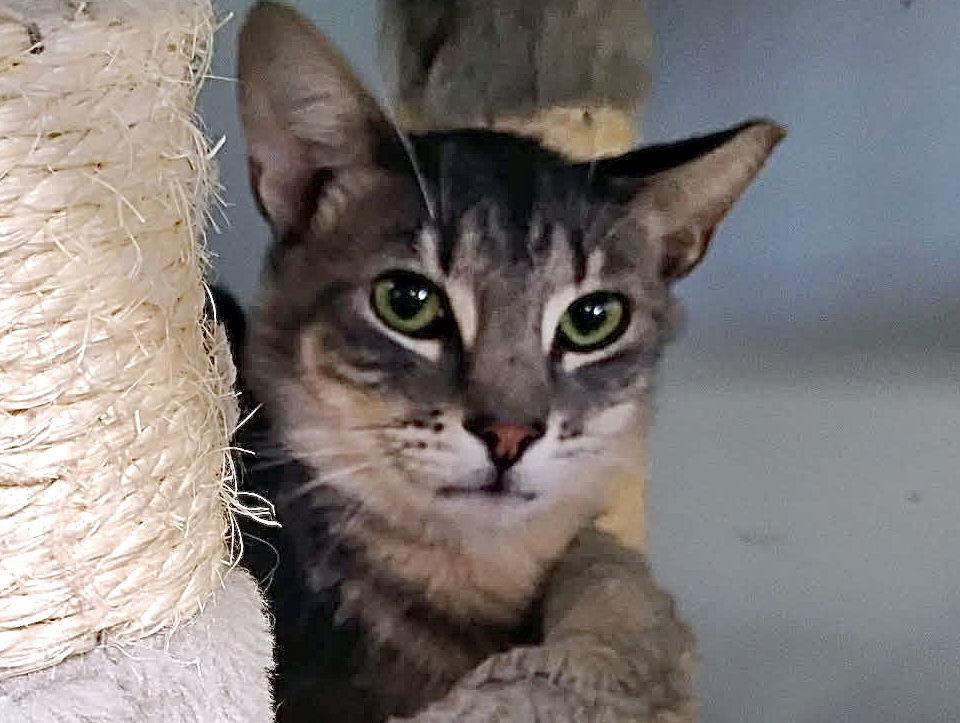 Reese, Adoptable, Adult Male Domestic Short Hair.