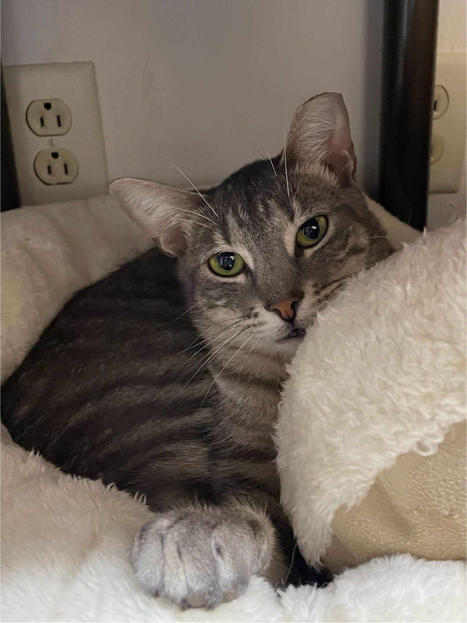 Reese, a Adoptable Domestic Short Hair in Champaign, IL image 2/3