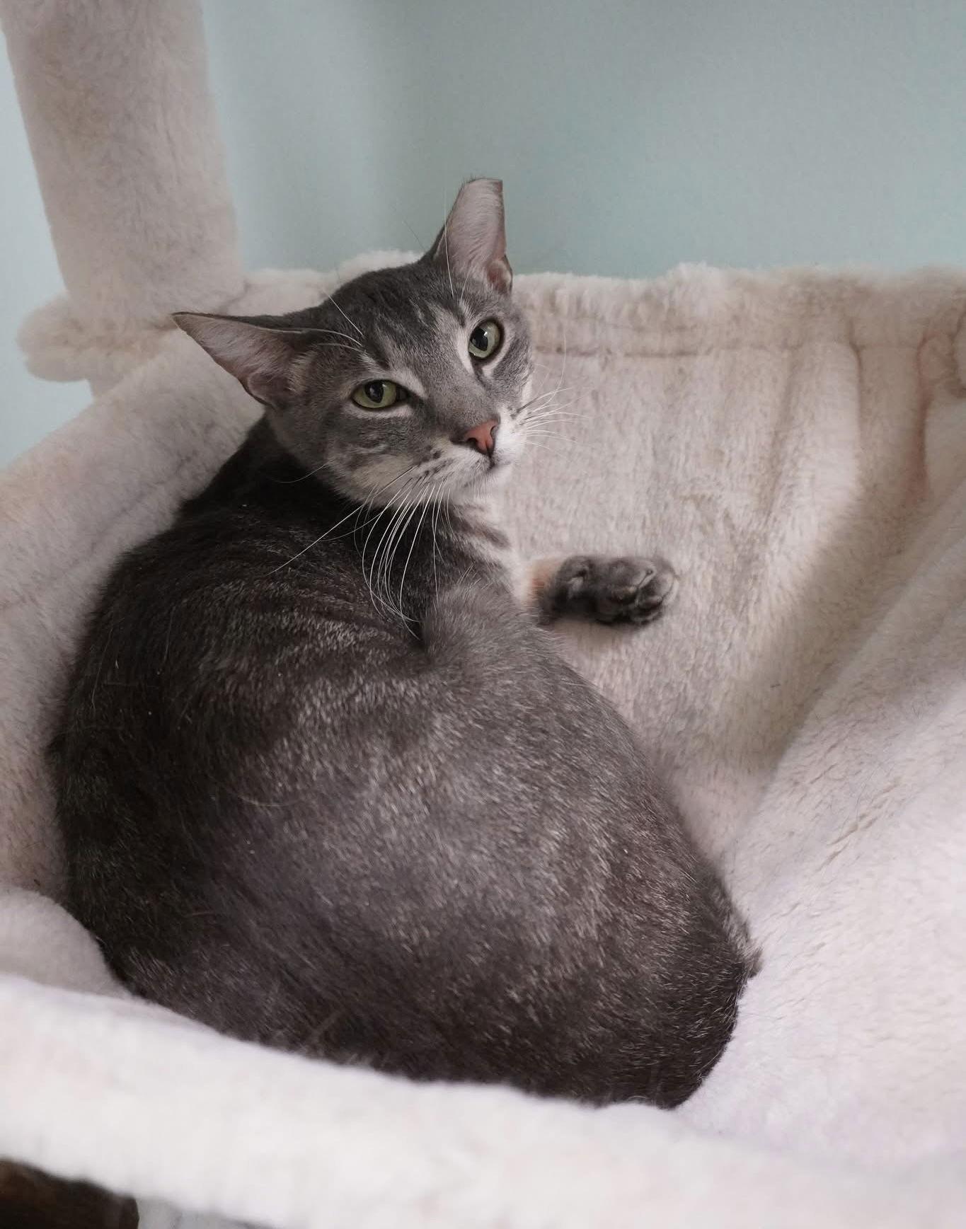 Reese, a Adoptable Domestic Short Hair in Champaign, IL image 3/3