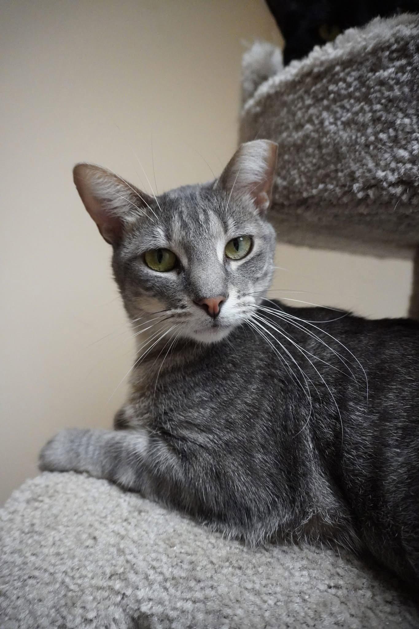 Enlarge Reese, a Adoptable Domestic Short Hair in Champaign, IL image 3/3
