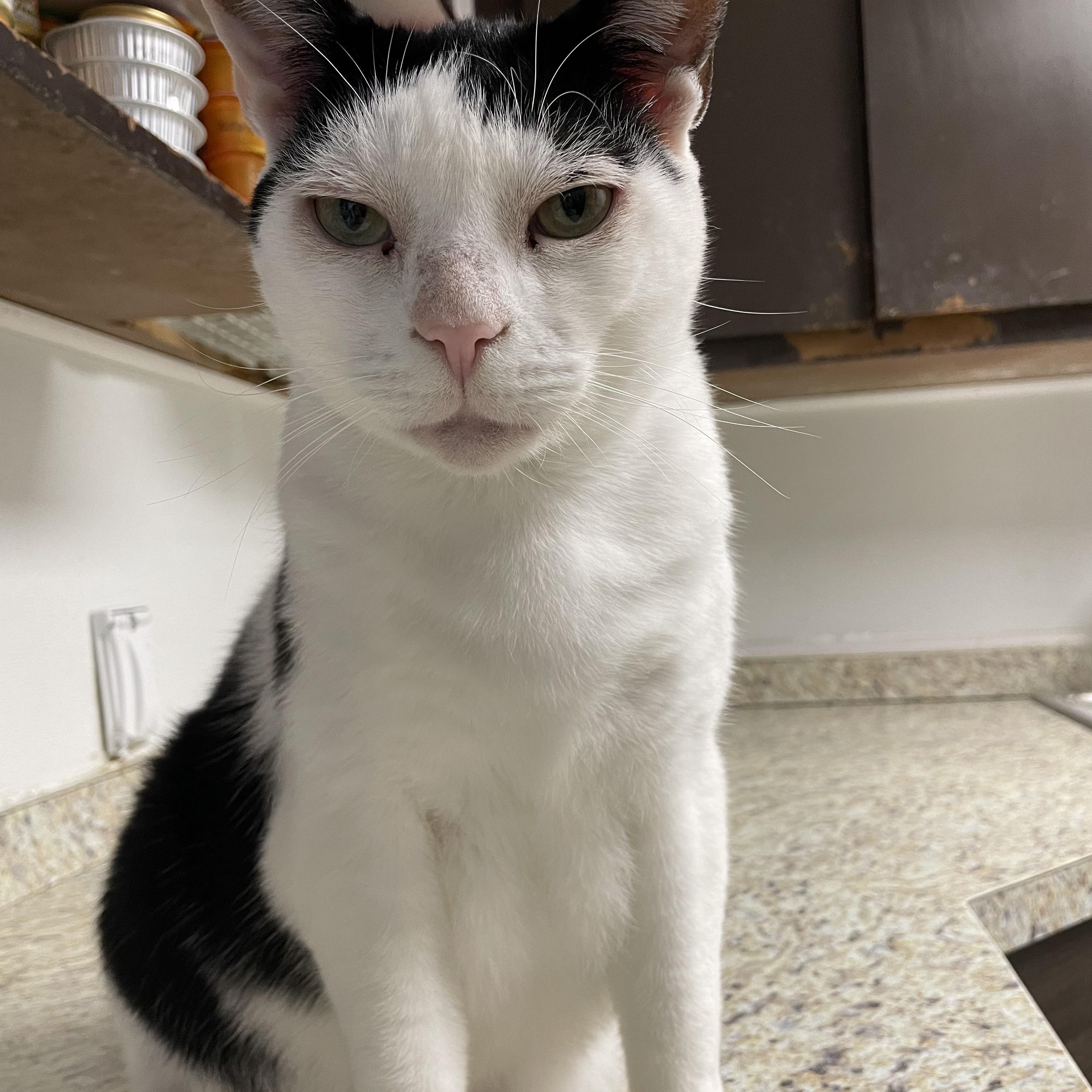 Enlarge Angel, a Adoptable Domestic Short Hair in Colonia, NJ image 3/4
