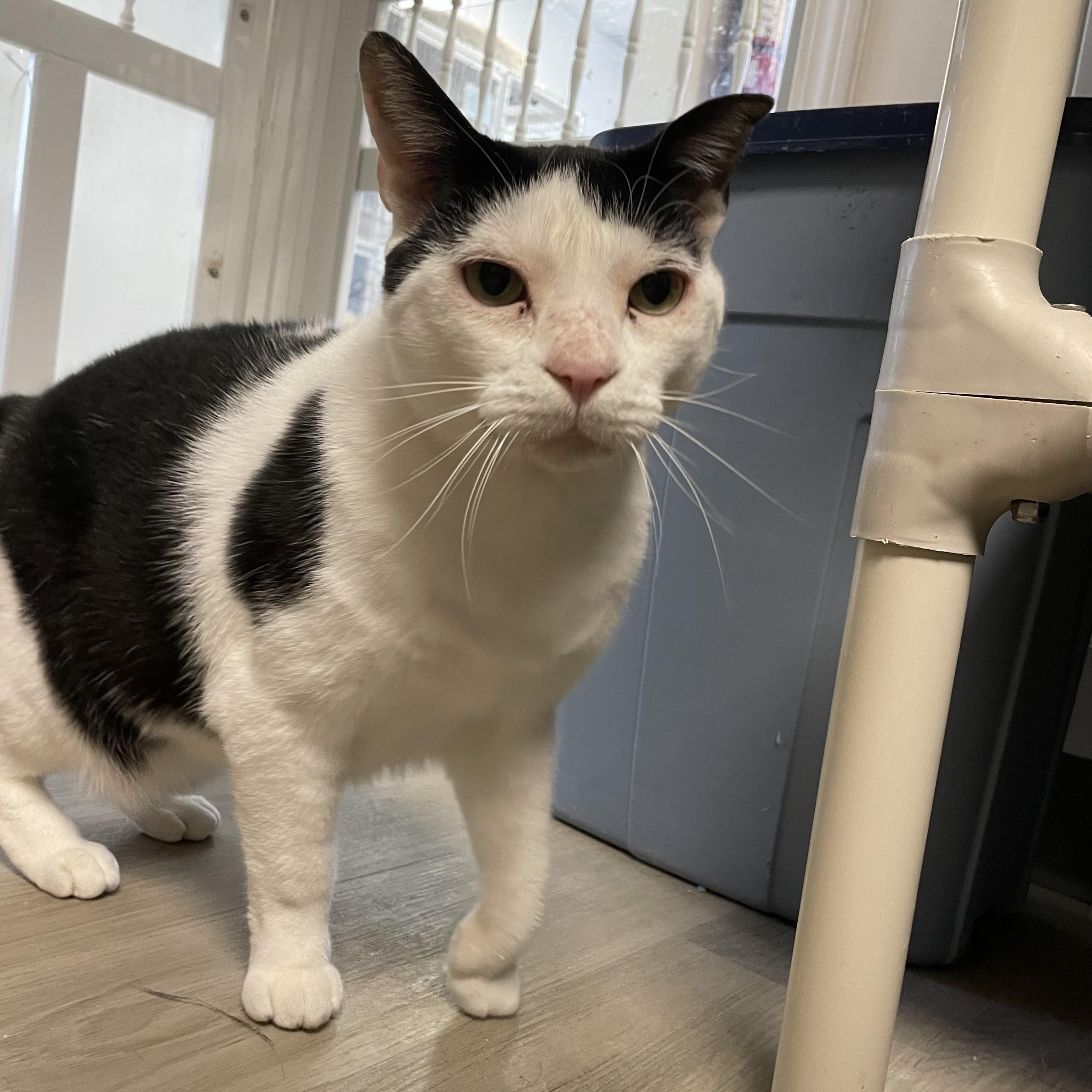 Enlarge Angel, a Adoptable Domestic Short Hair in Colonia, NJ image 4/4