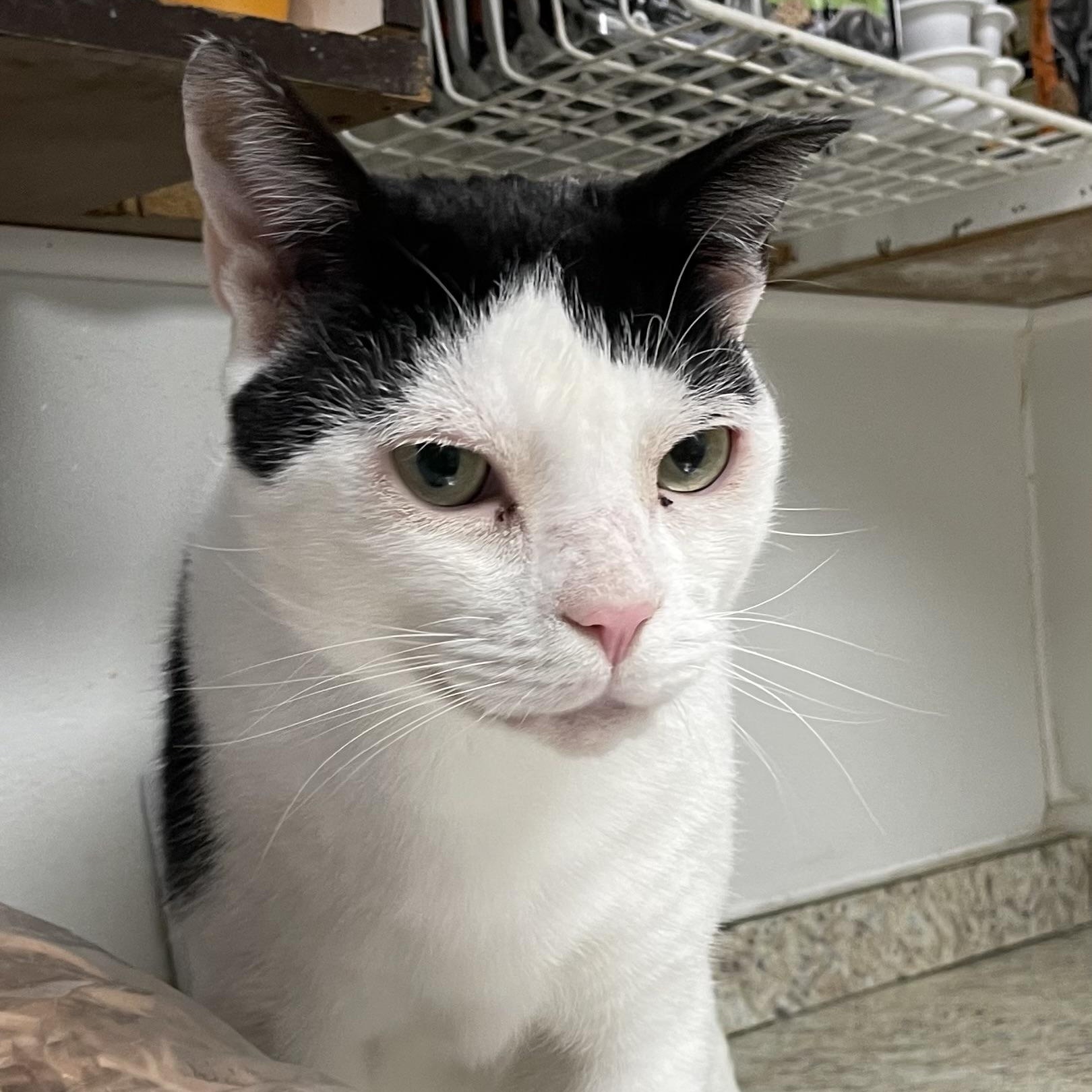 Enlarge Angel, a Adoptable Domestic Short Hair in Colonia, NJ image 1/4