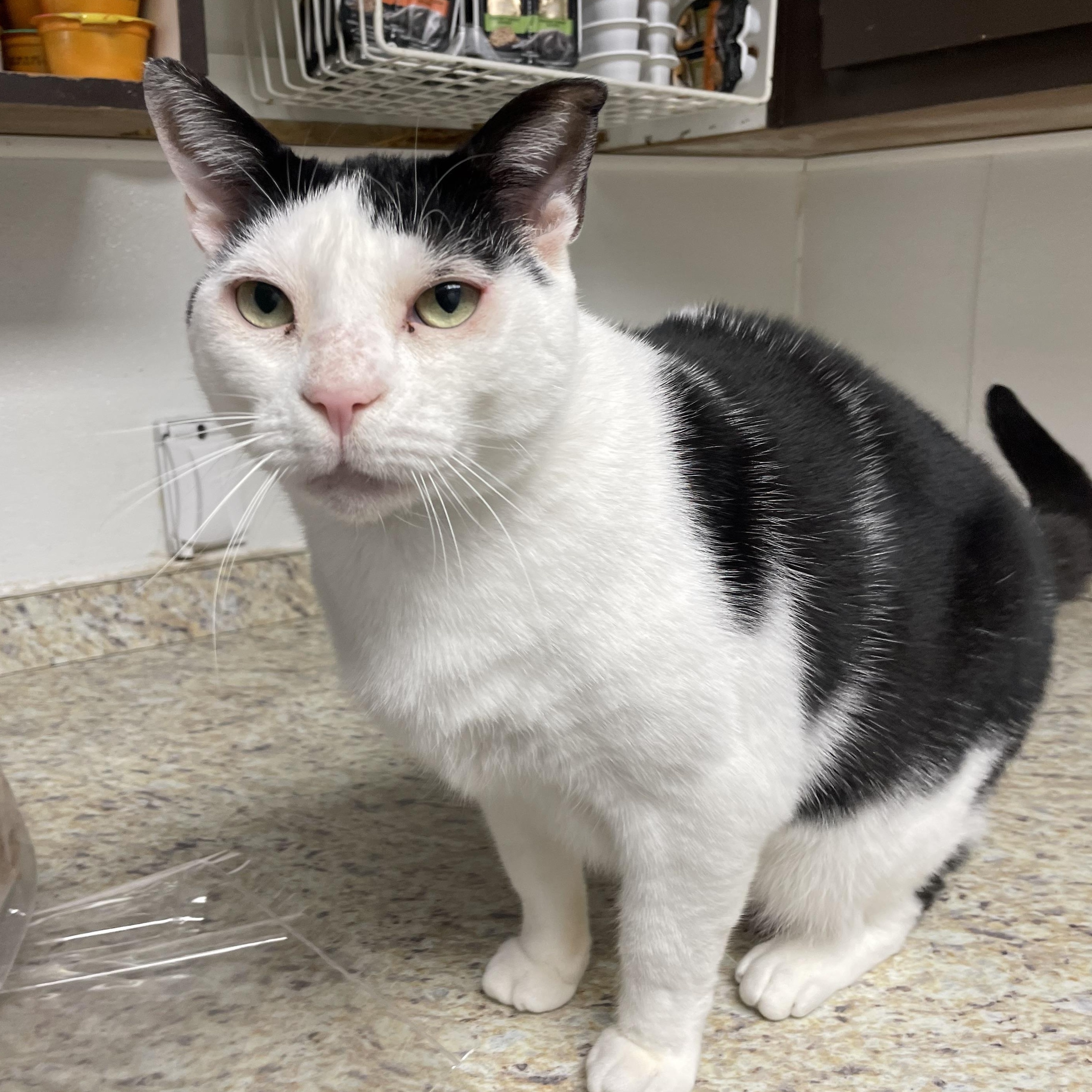 Enlarge Angel, a Adoptable Domestic Short Hair in Colonia, NJ image 2/4