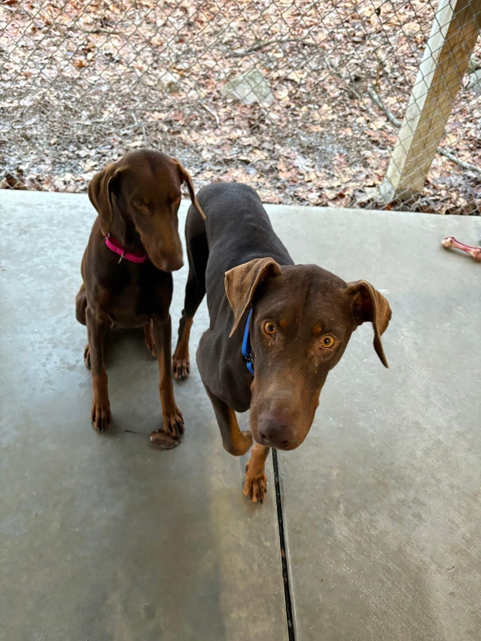 Grinchy, ADOPTABLE, Adult Female Doberman Pinscher.