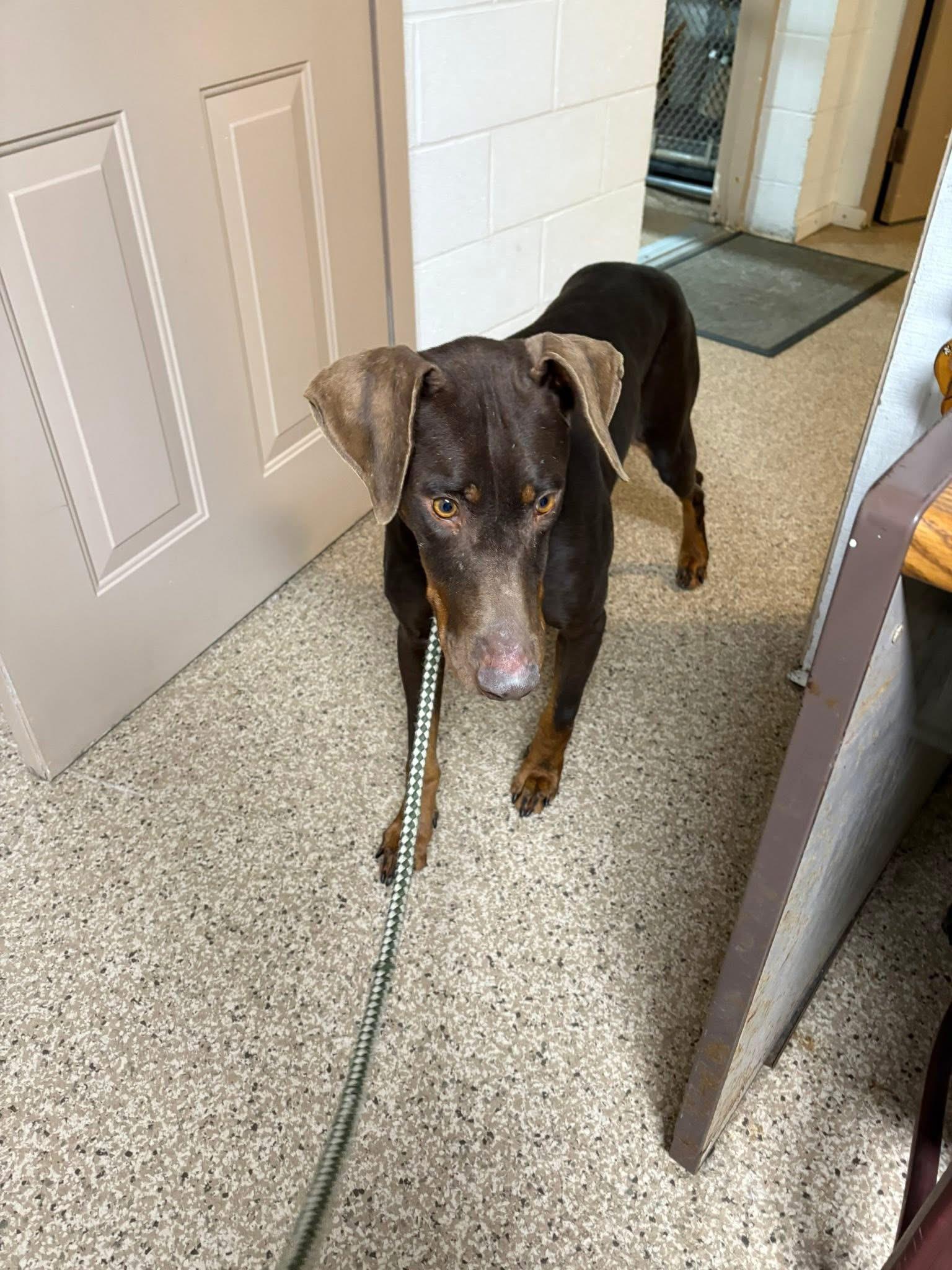Enlarge Grinchy, a ADOPTABLE Doberman Pinscher in Fleetwood, PA image 2/2