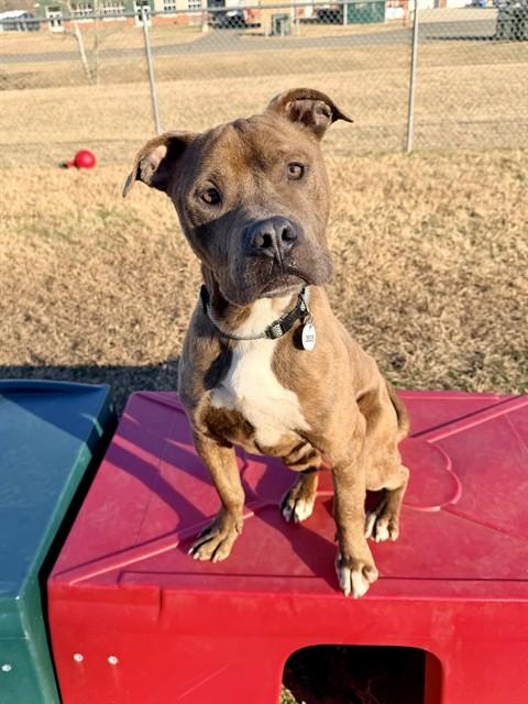 Enlarge ROMEO, a Adoptable mixed breed in Upper Marlboro, MD image 1/1