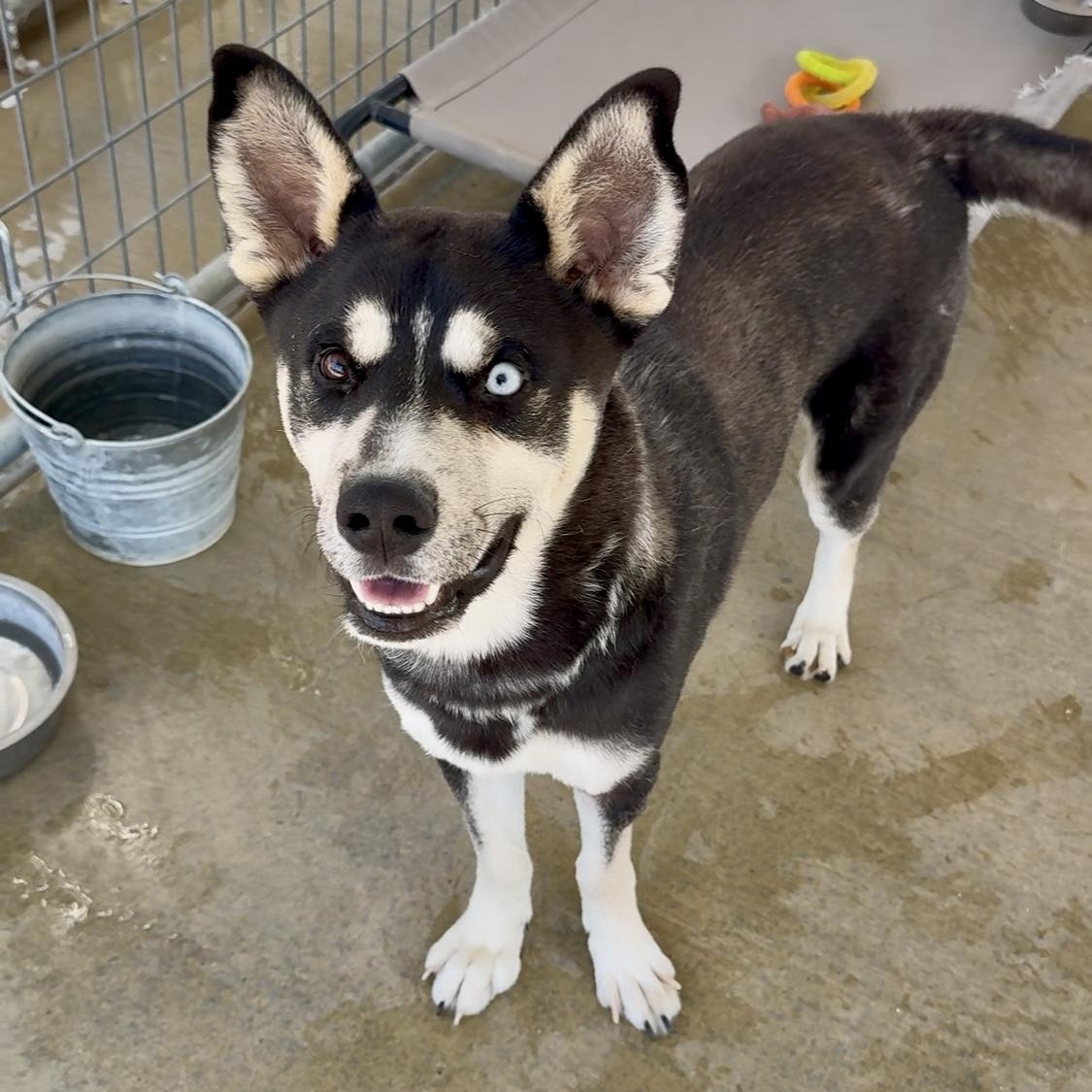 Enlarge Joe, a Adoptable mixed breed in Littlerock, CA image 4/6