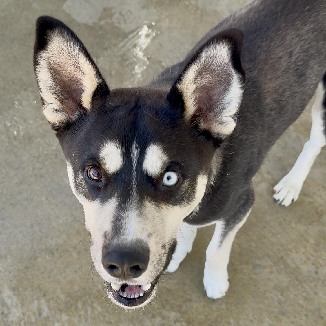 Enlarge Joe, a Adoptable mixed breed in Littlerock, CA image 3/6