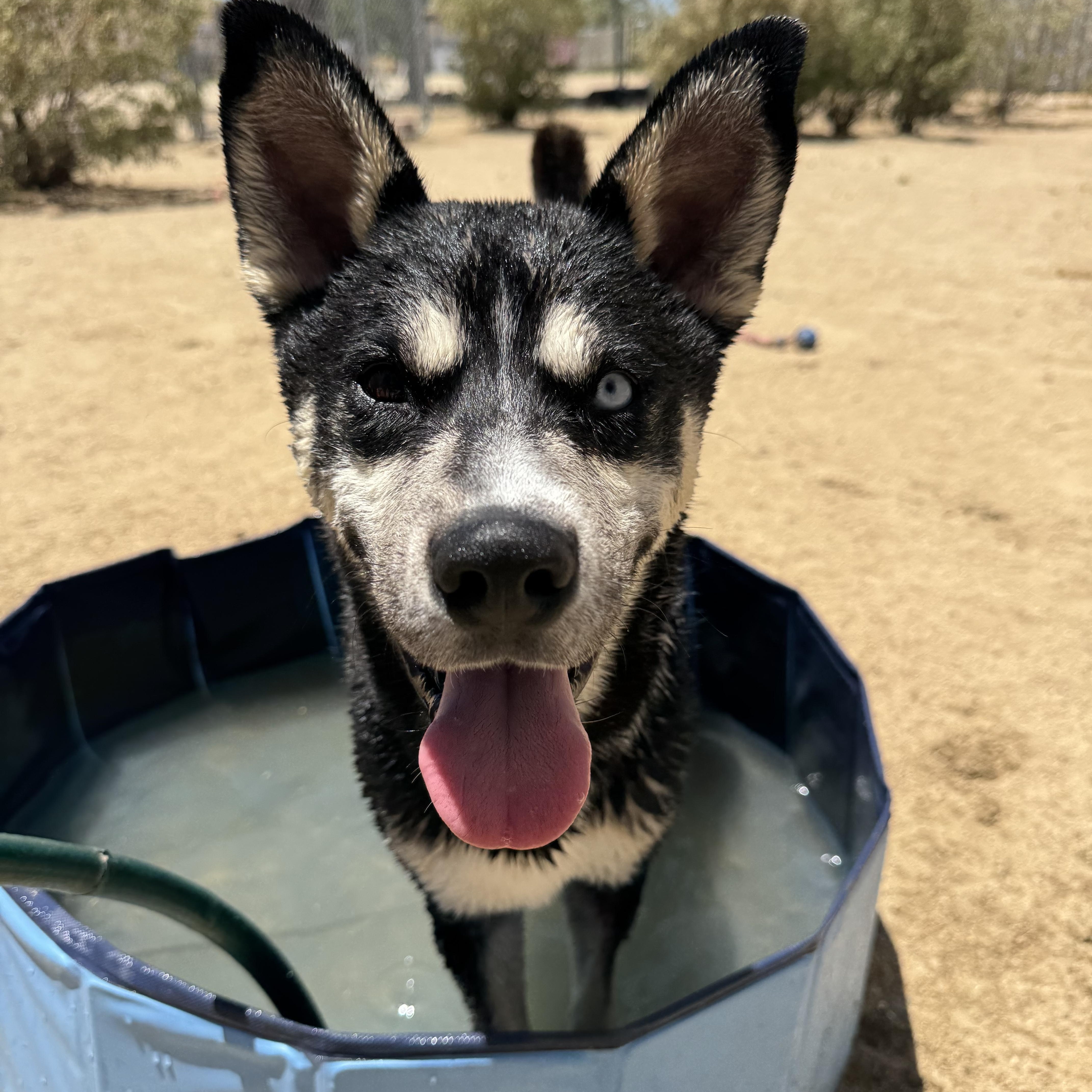 Enlarge Joe, a Adoptable mixed breed in Littlerock, CA image 2/6