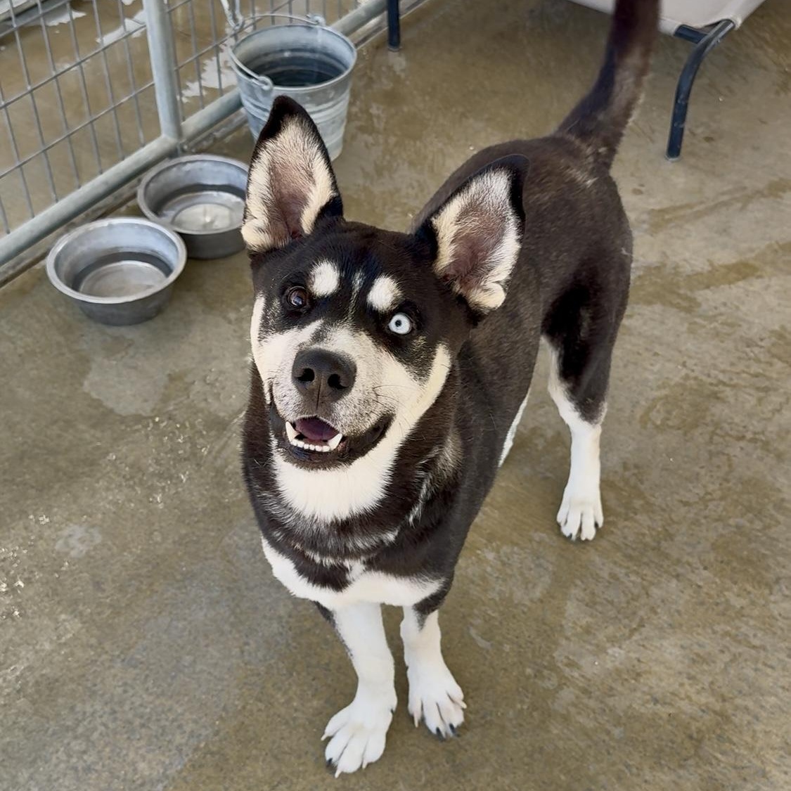 Enlarge Joe, a Adoptable mixed breed in Littlerock, CA image 5/6