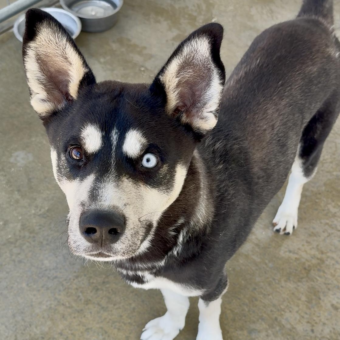 Enlarge Joe, a Adoptable mixed breed in Littlerock, CA image 6/6